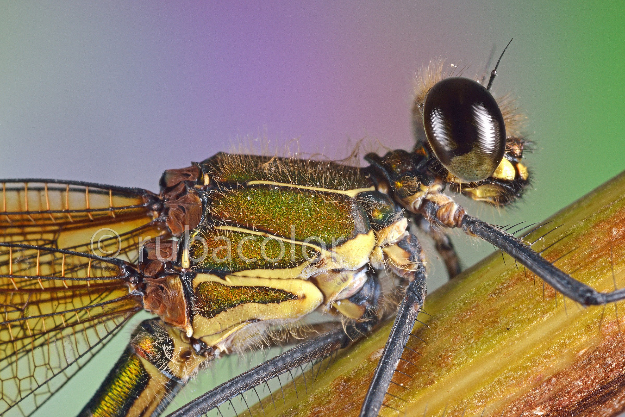 Profile of calopterix