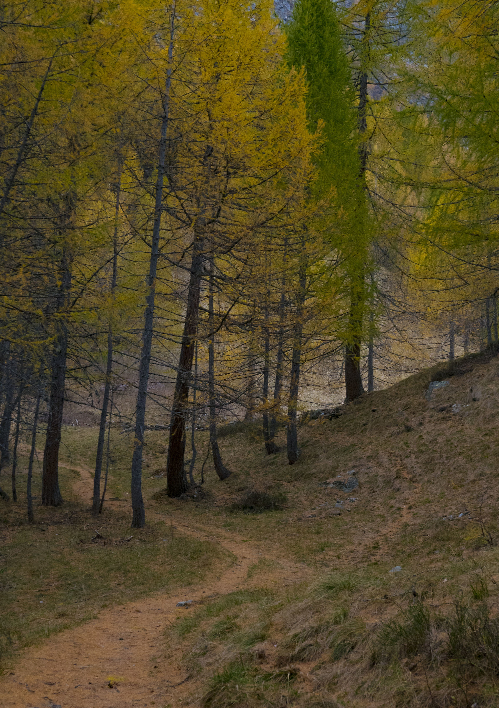 Il sentiero d'autunno
