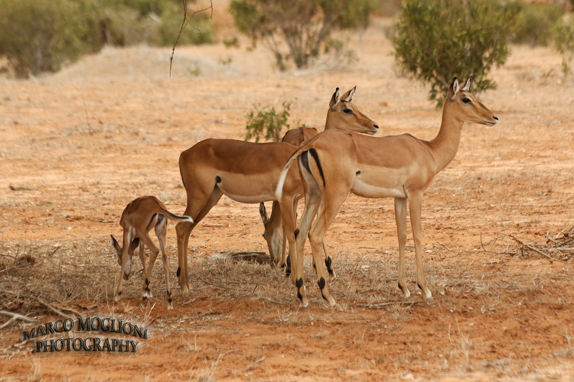 Gazelles Tsavo est 2017