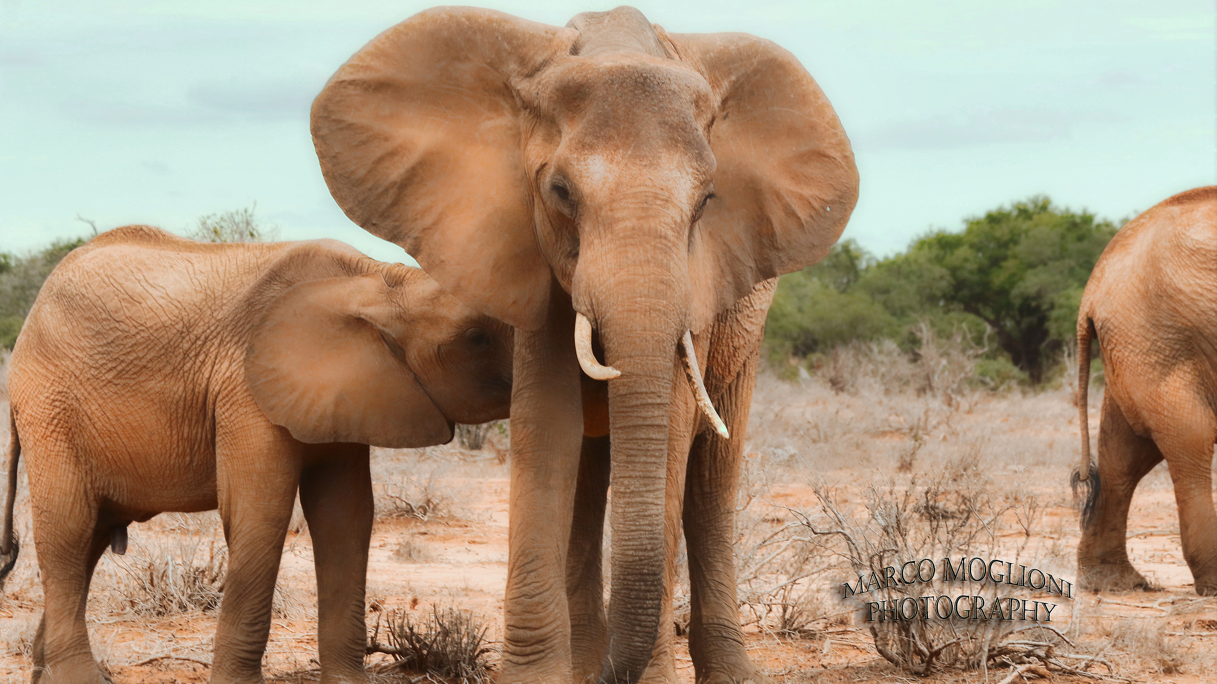 Elefante Tsavo est 2017