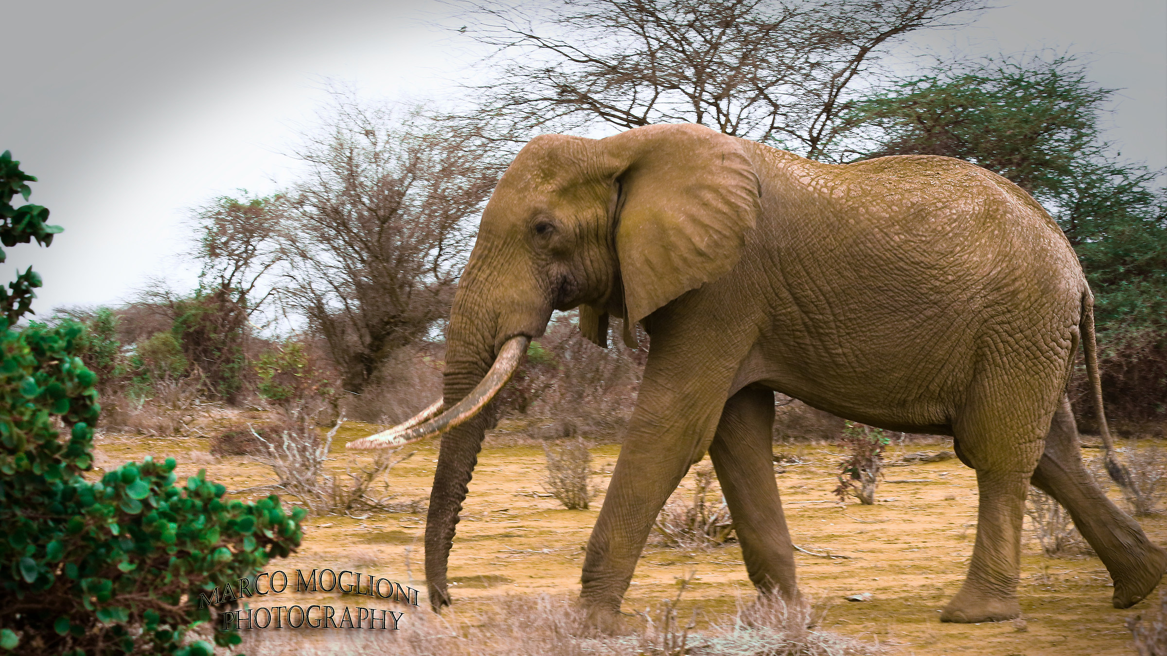 Elephant Tsavo East 2017