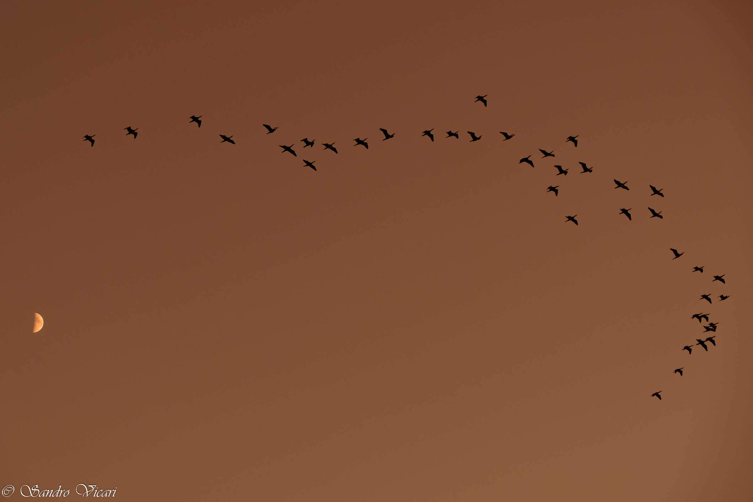 Uccelli al tramonto 2