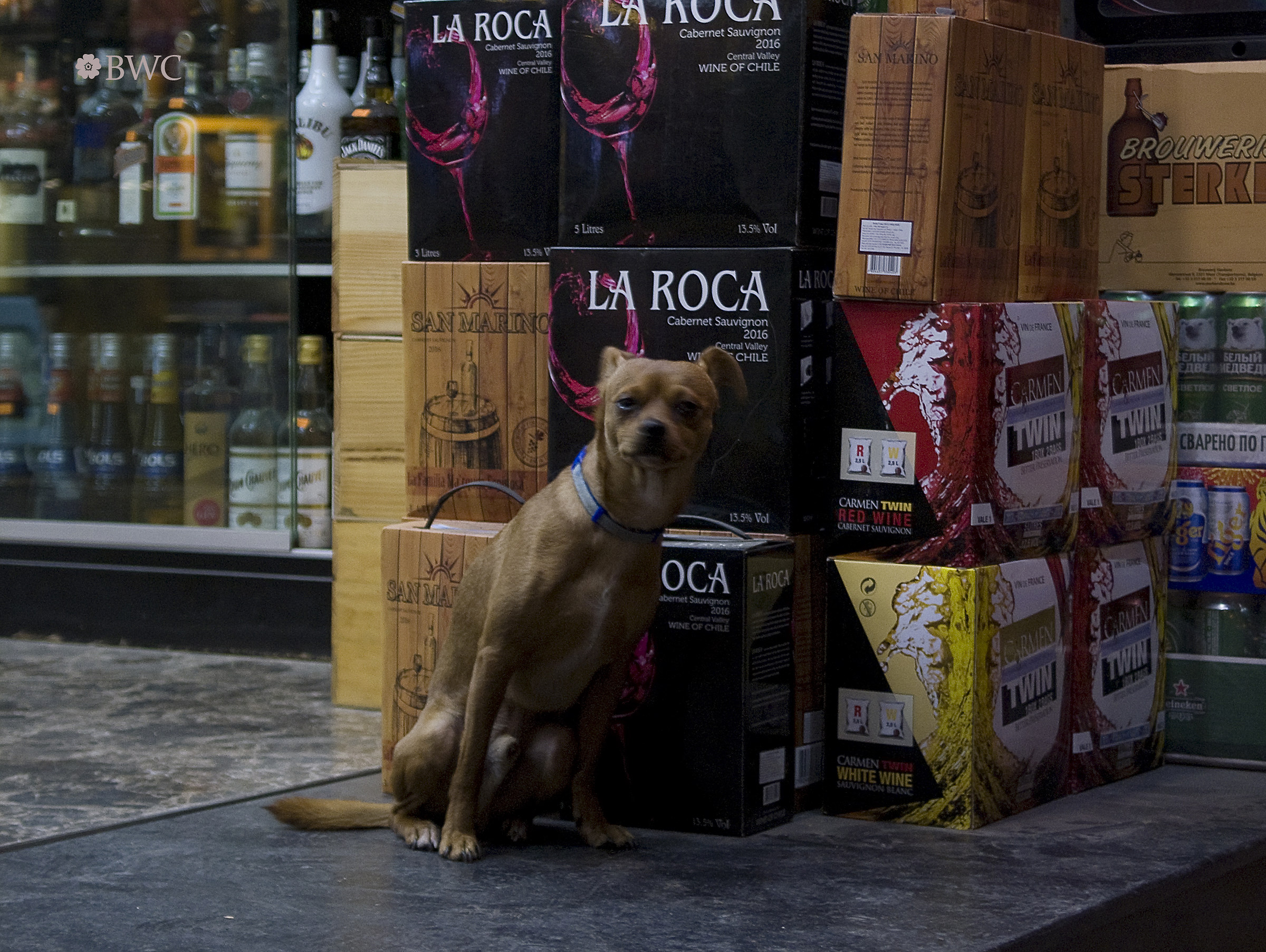 Dog Being A Shop Guard In Downtown Of Hanoi