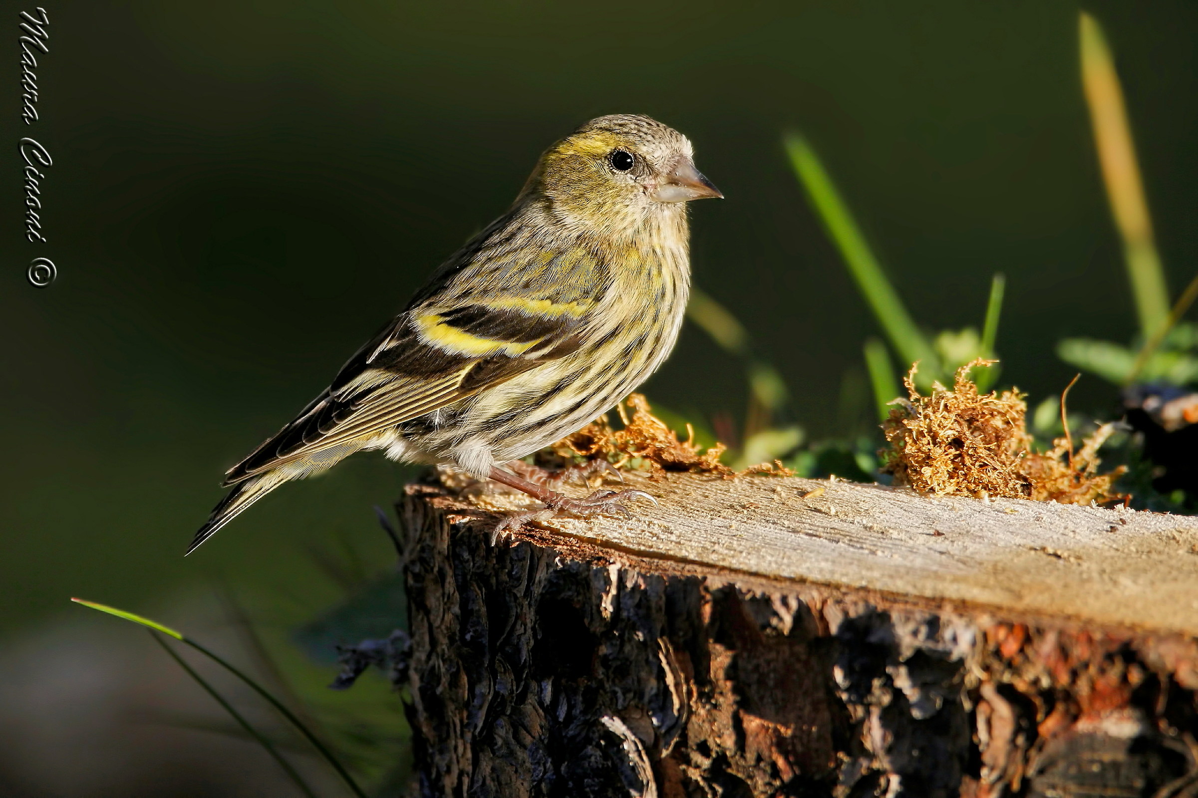 Siskin