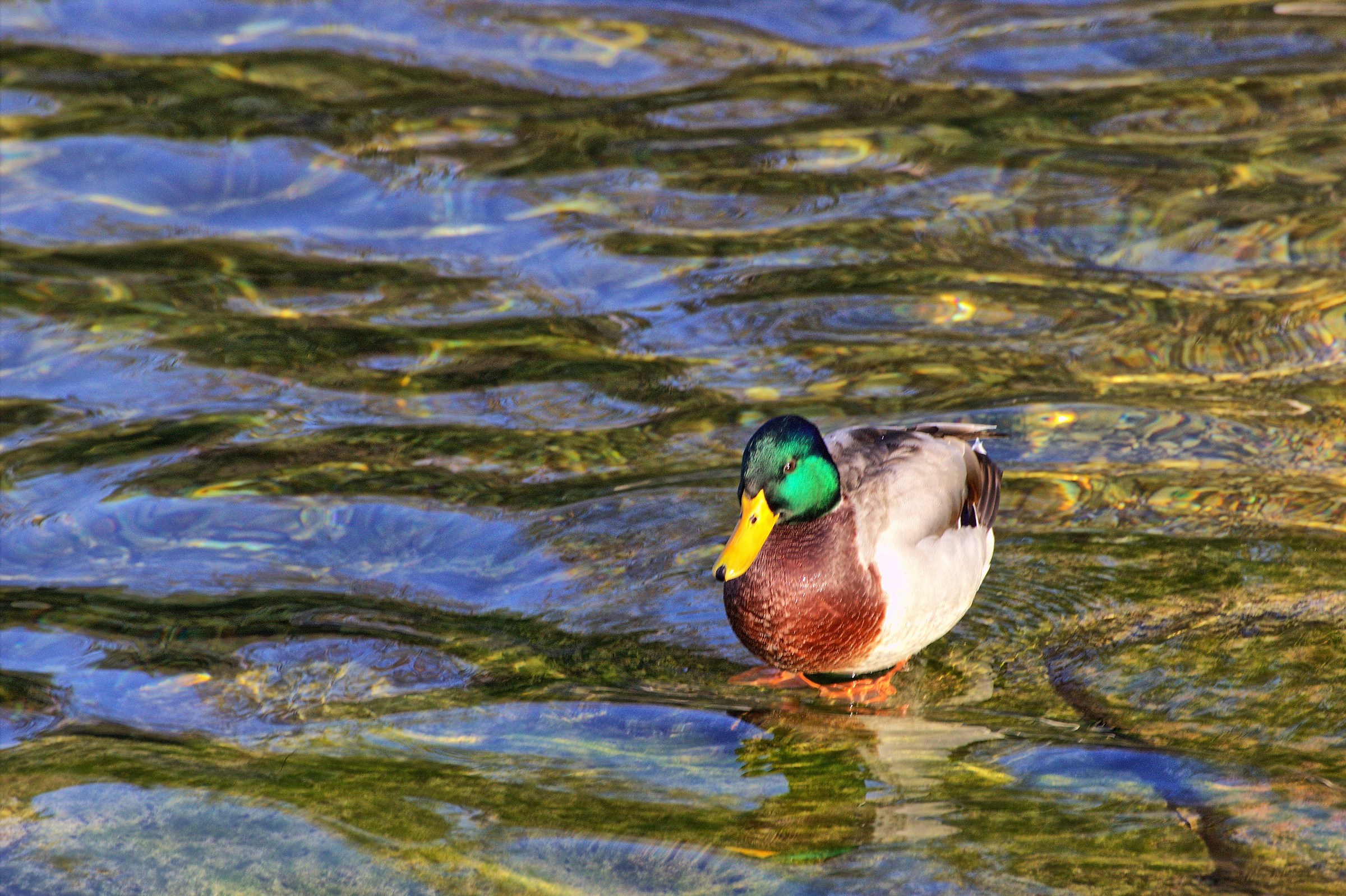 The colors of Sunday