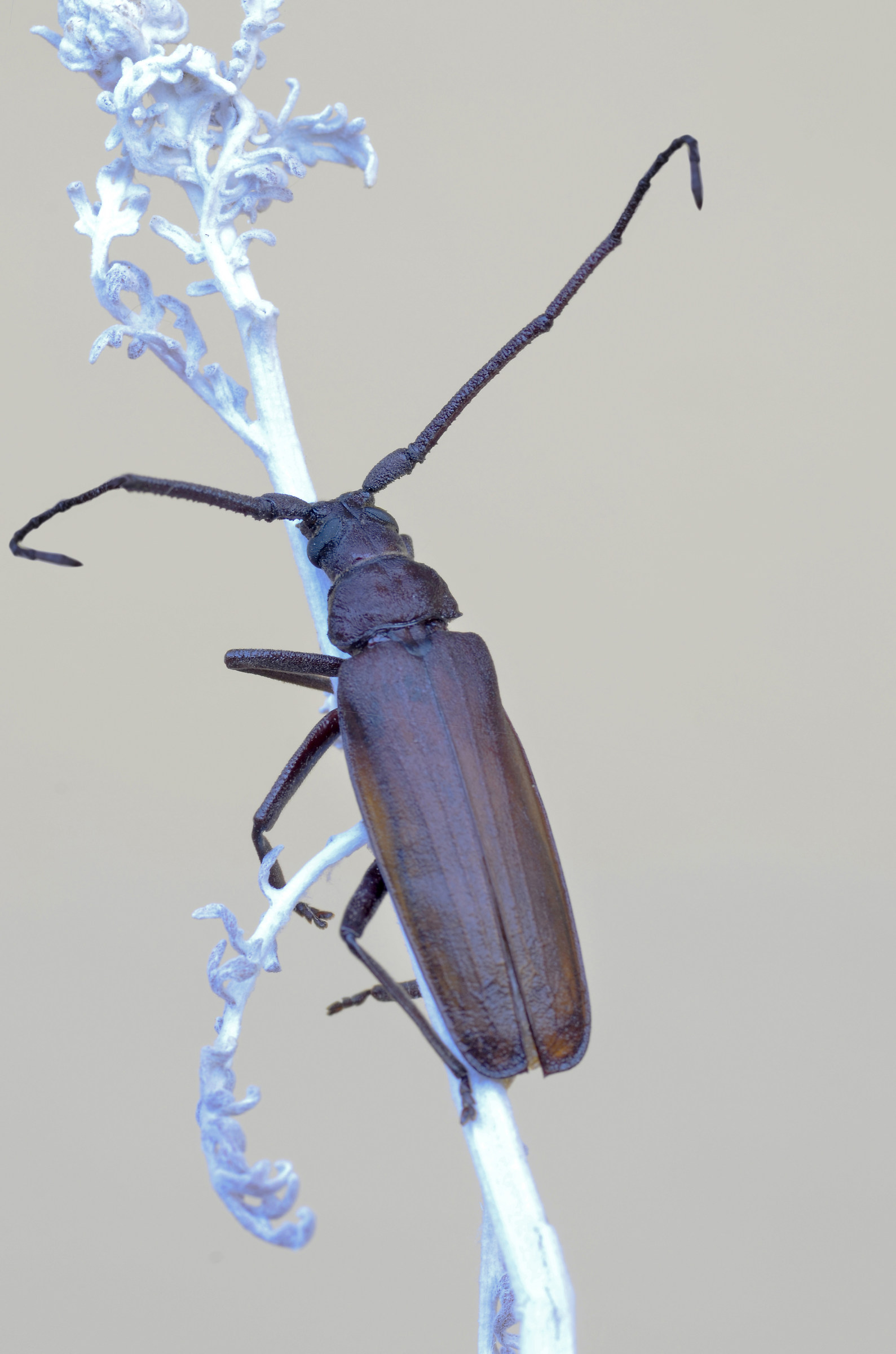 aegesoma scabriforme