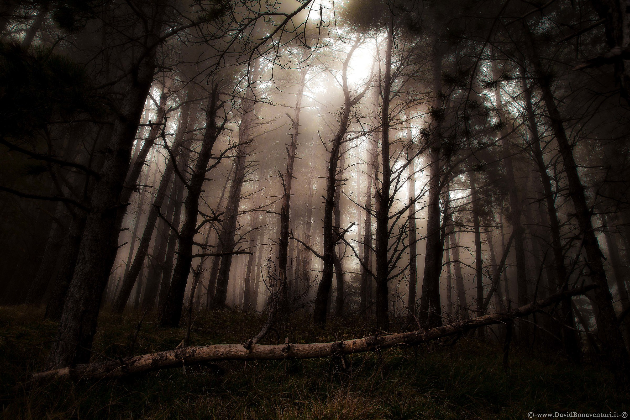 "I am a wilderness and a night of dark trees"