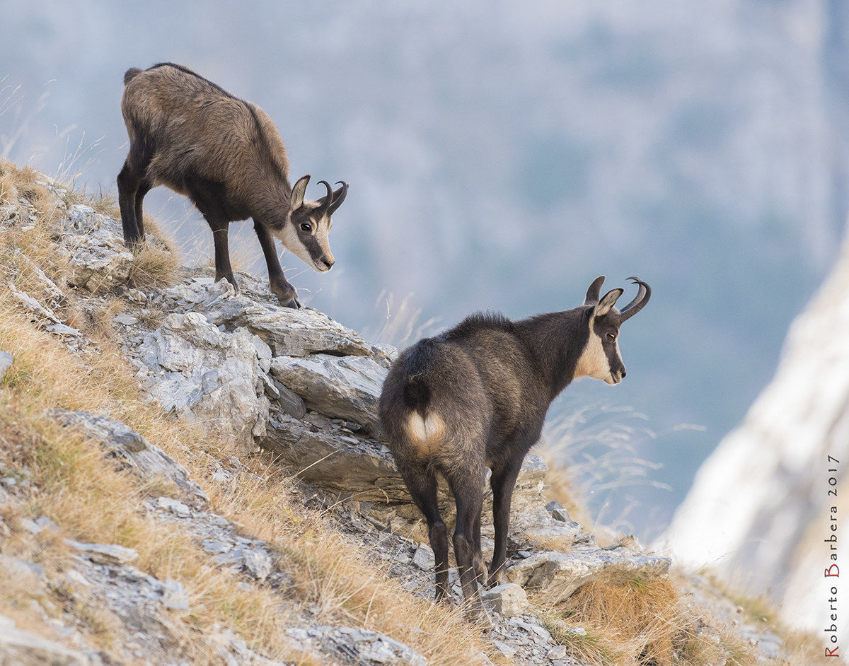 Camosci, Alpi liguri