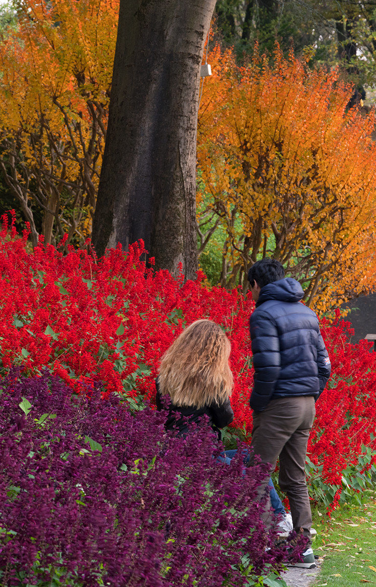 A flower pulls the other .....