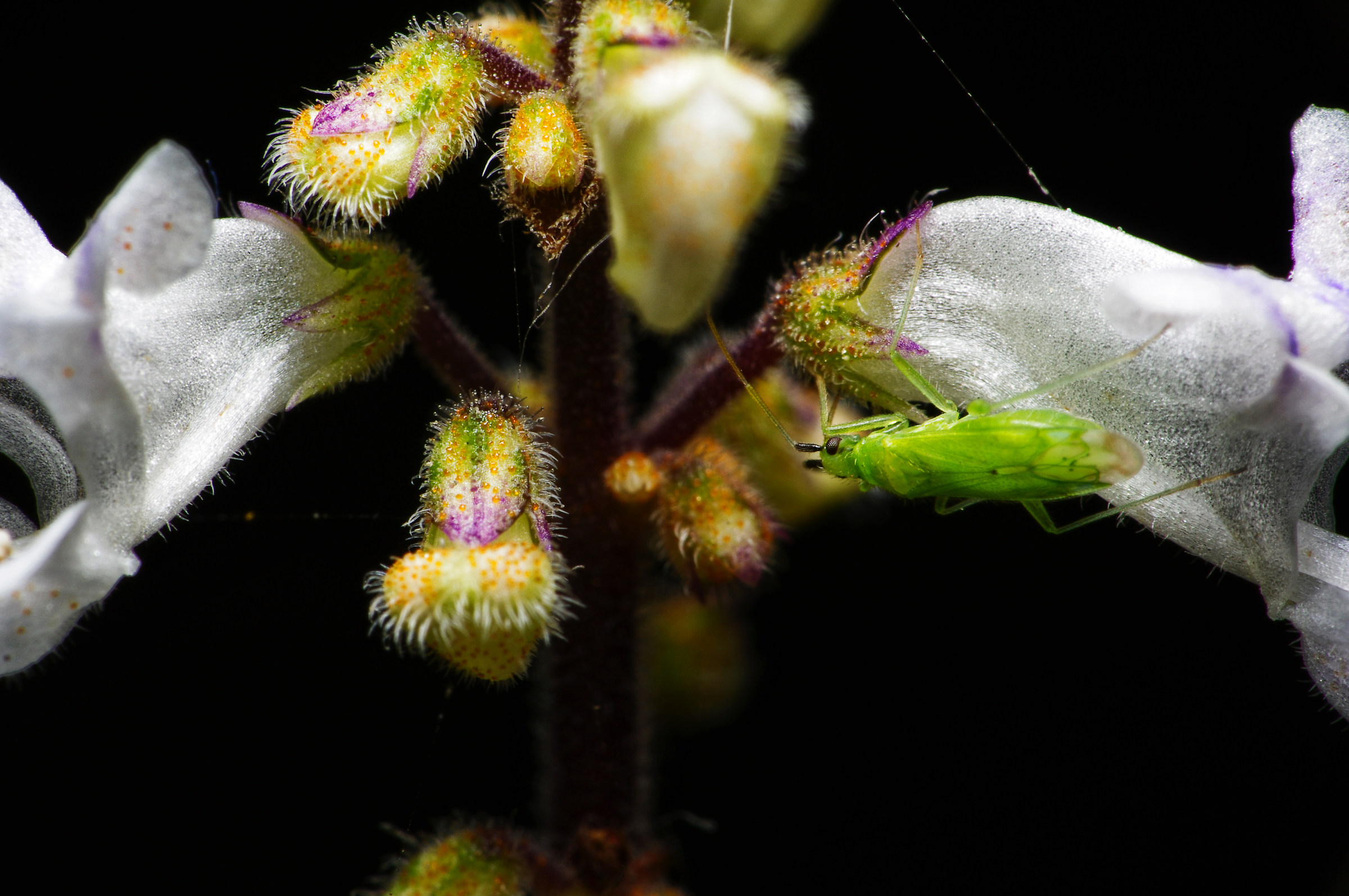 Flowers of "Incense"