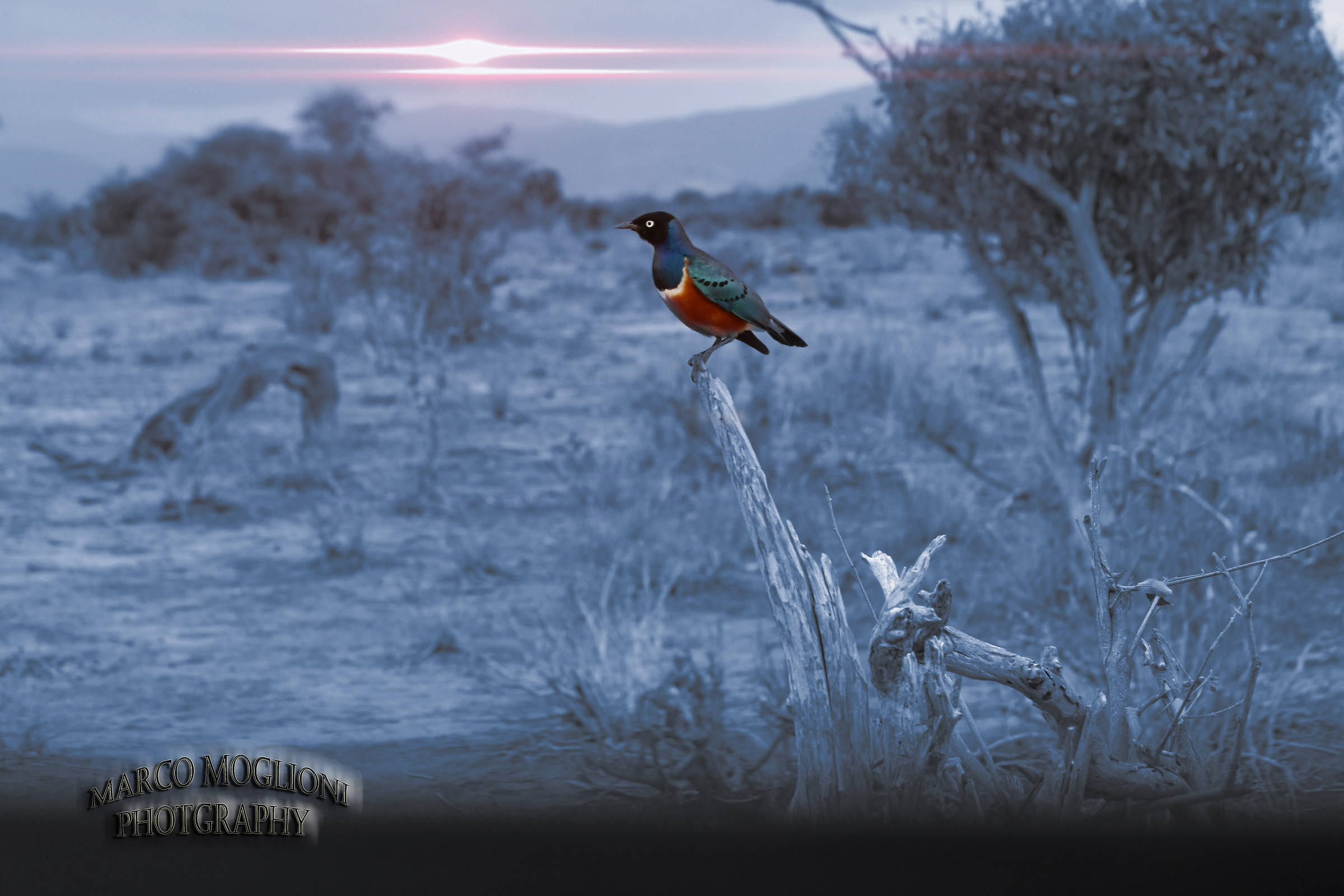 Tsavo east bird 2017