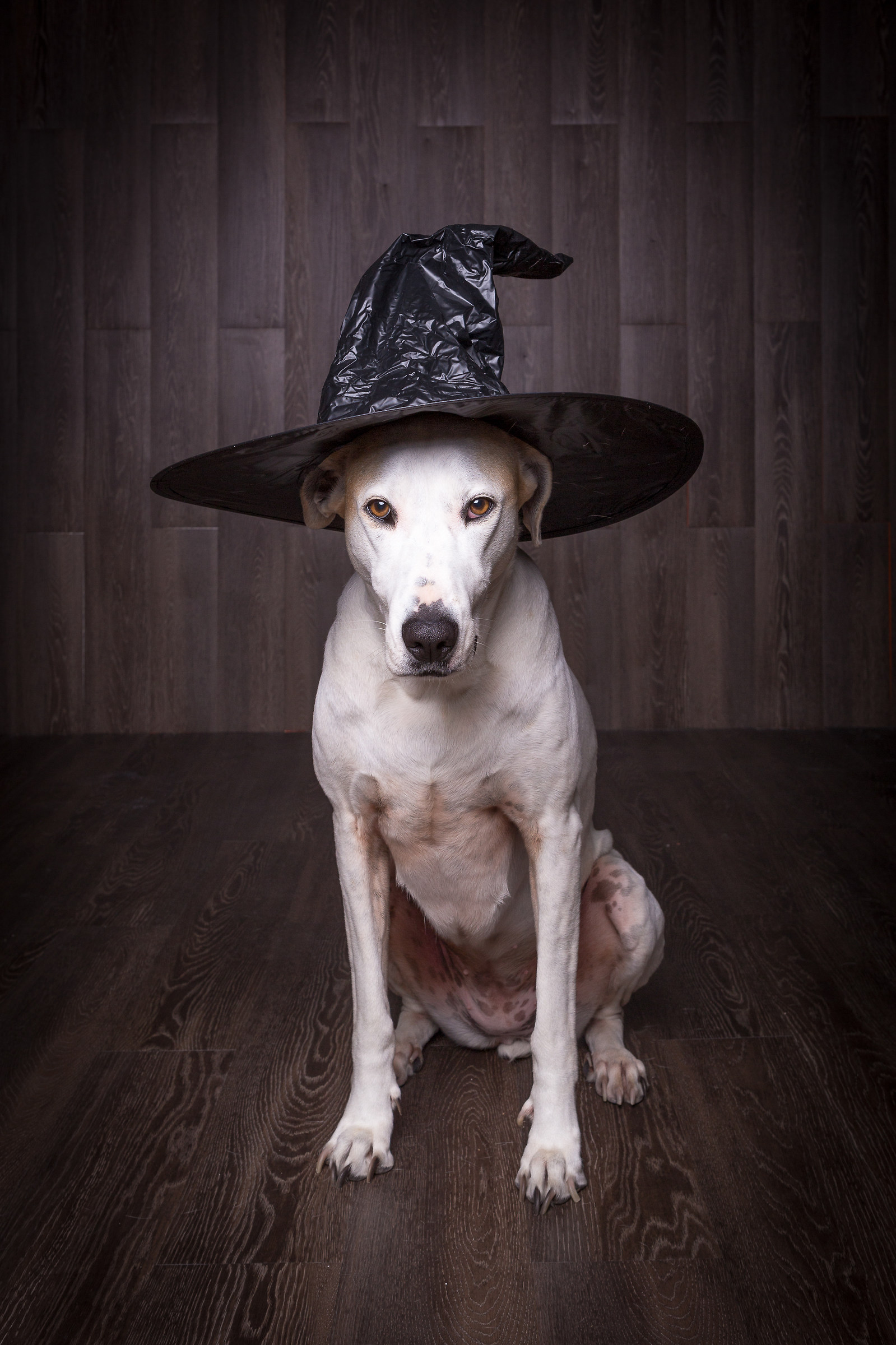 Halloween dog