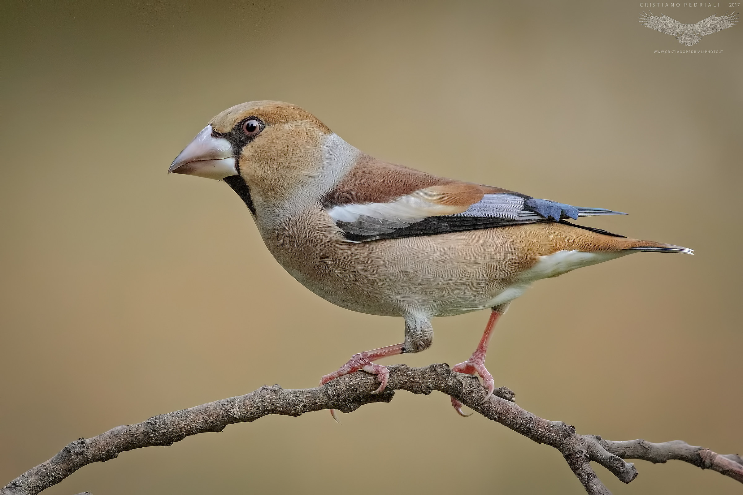 Froton (F) tone on tone ...