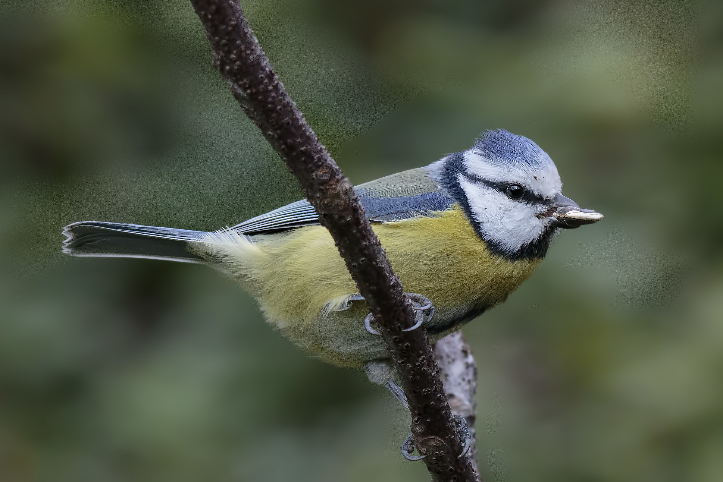Cyanistes caeruleus