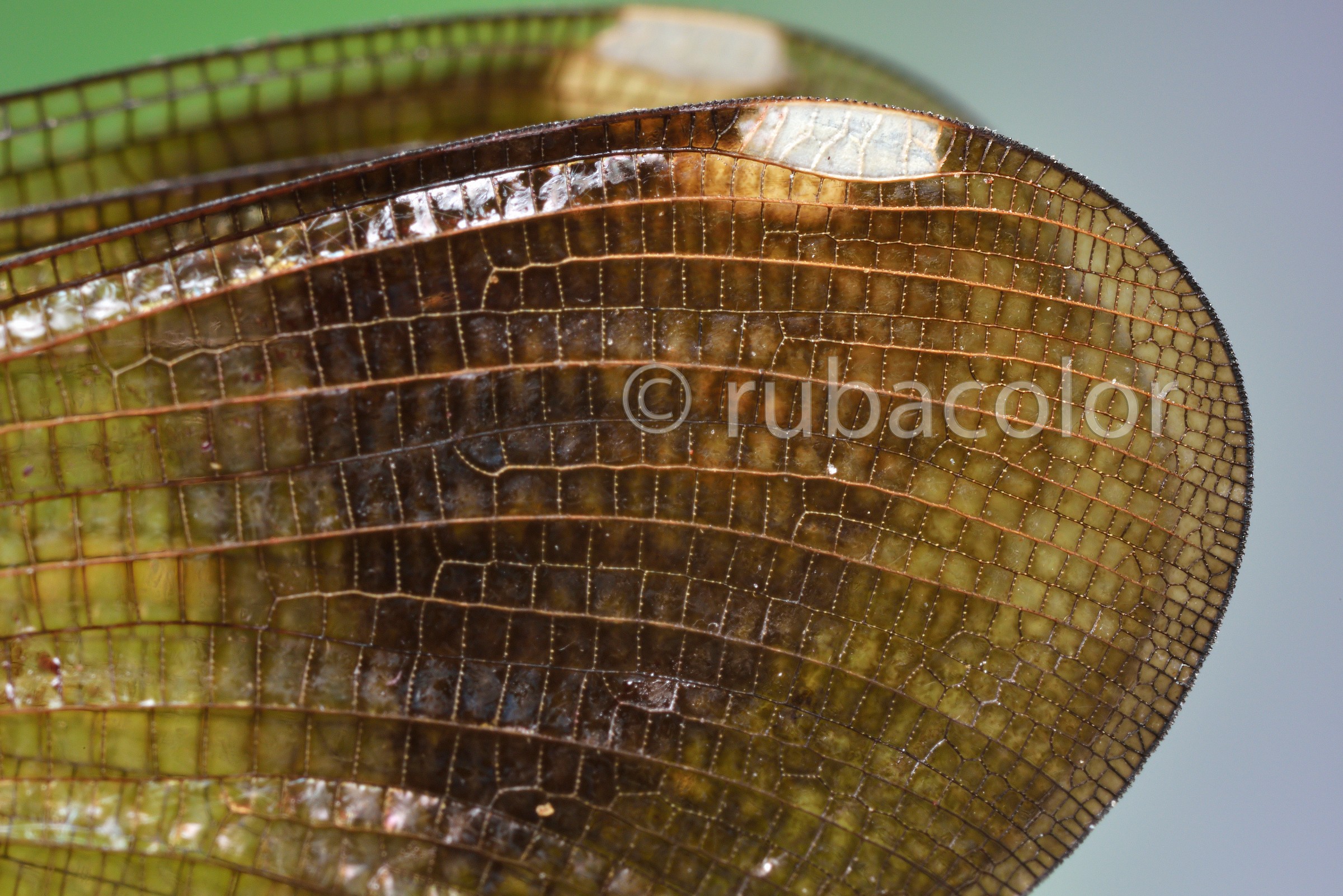 Segnali dalla Calopterix