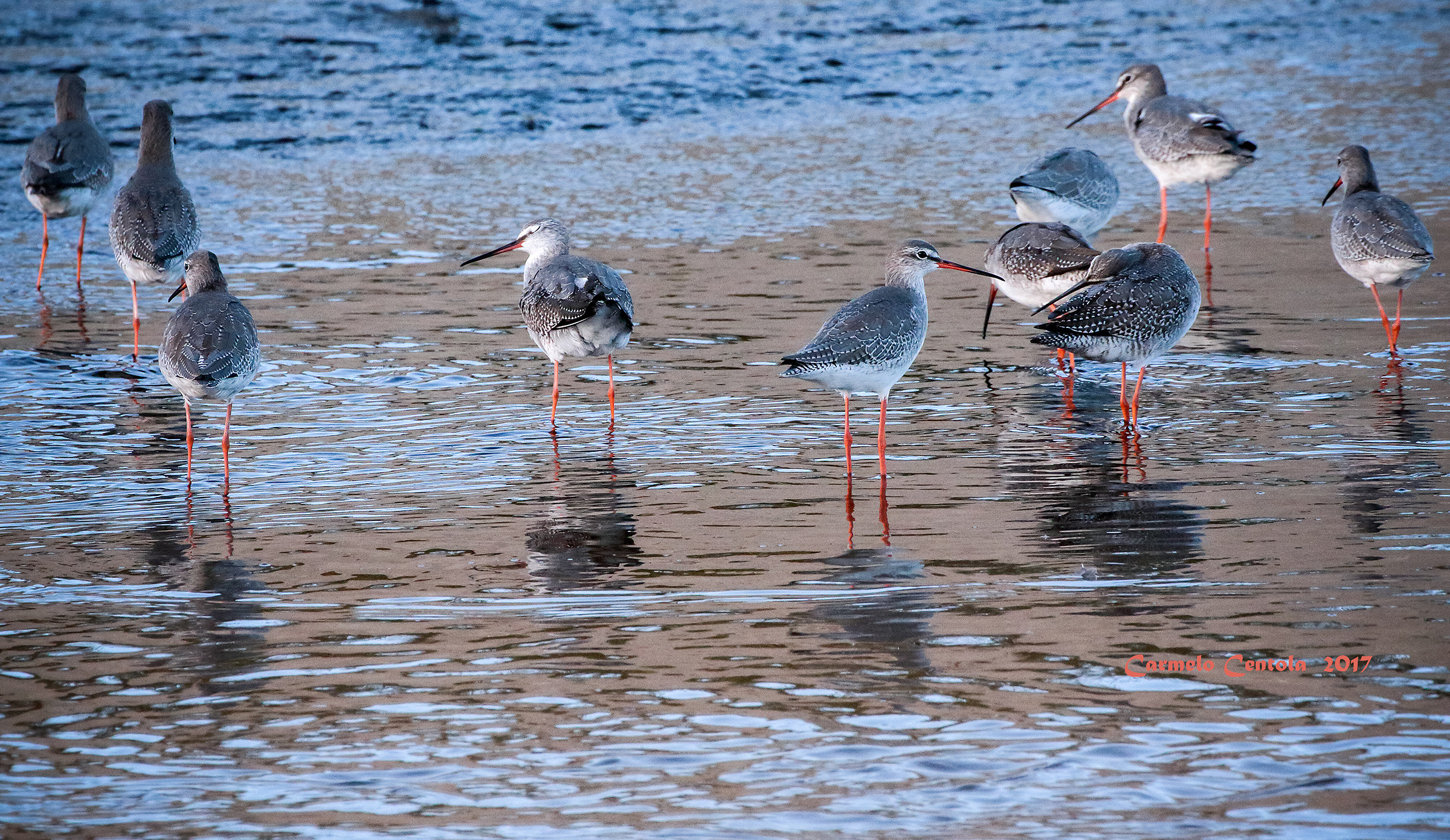 shorebirds