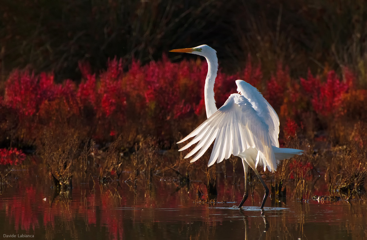 Greater white heron