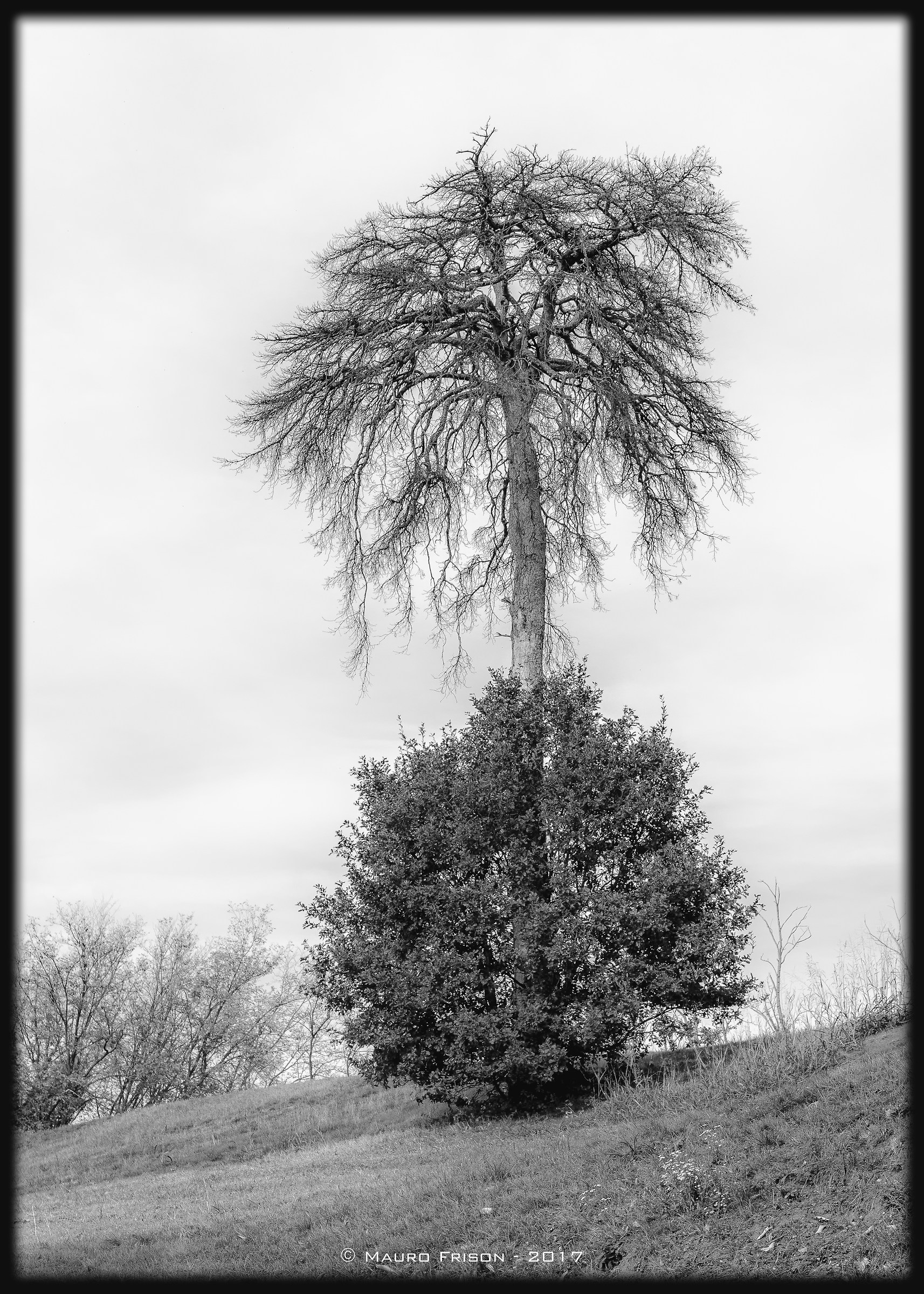 Domestic partnership