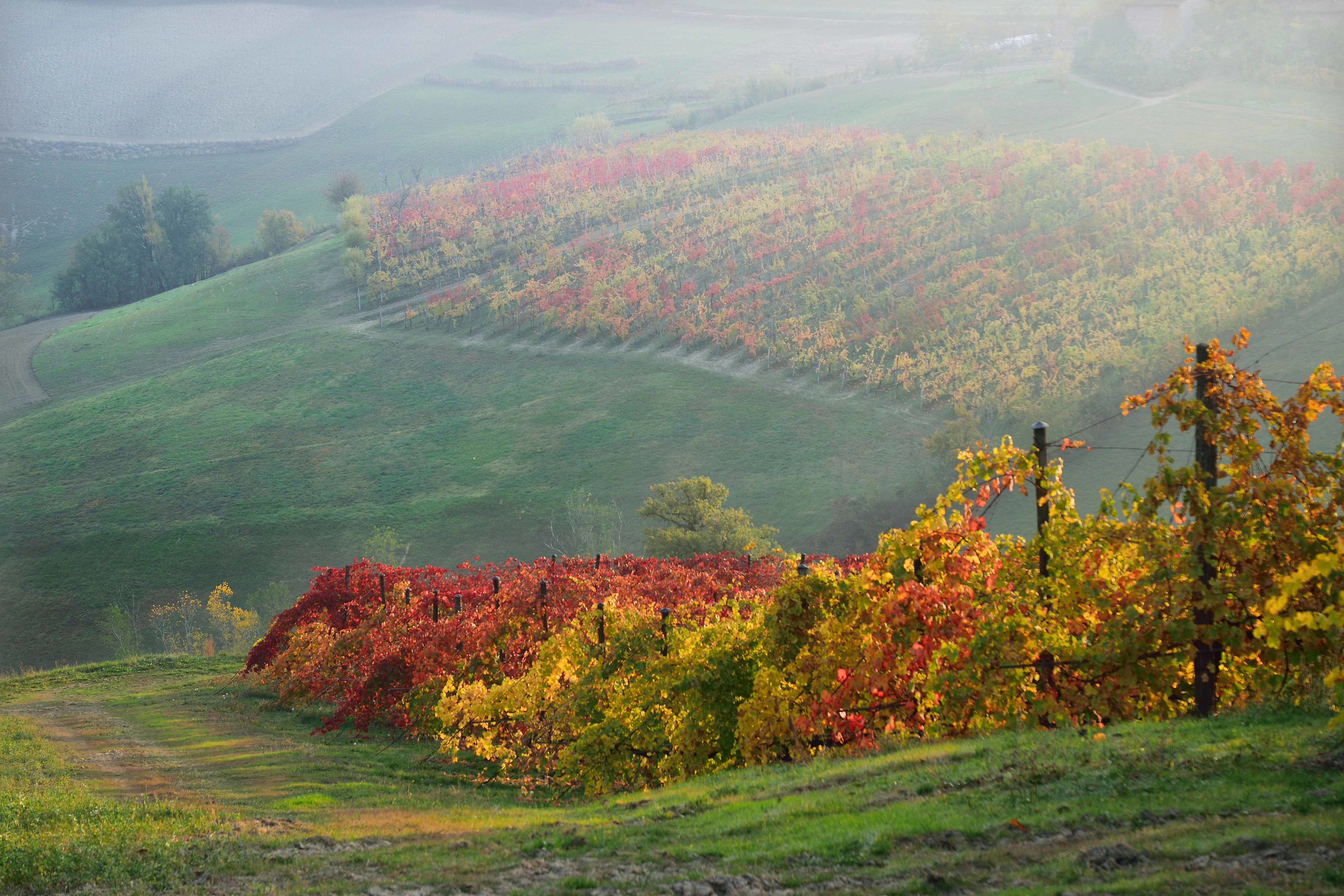 Autumn vineyards