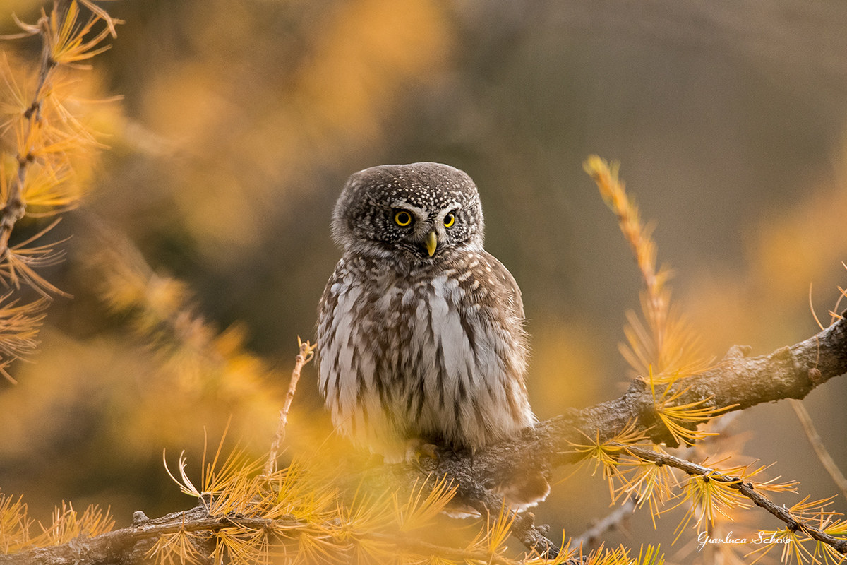 autumn dwarf owl