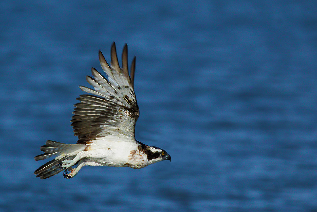 osprey