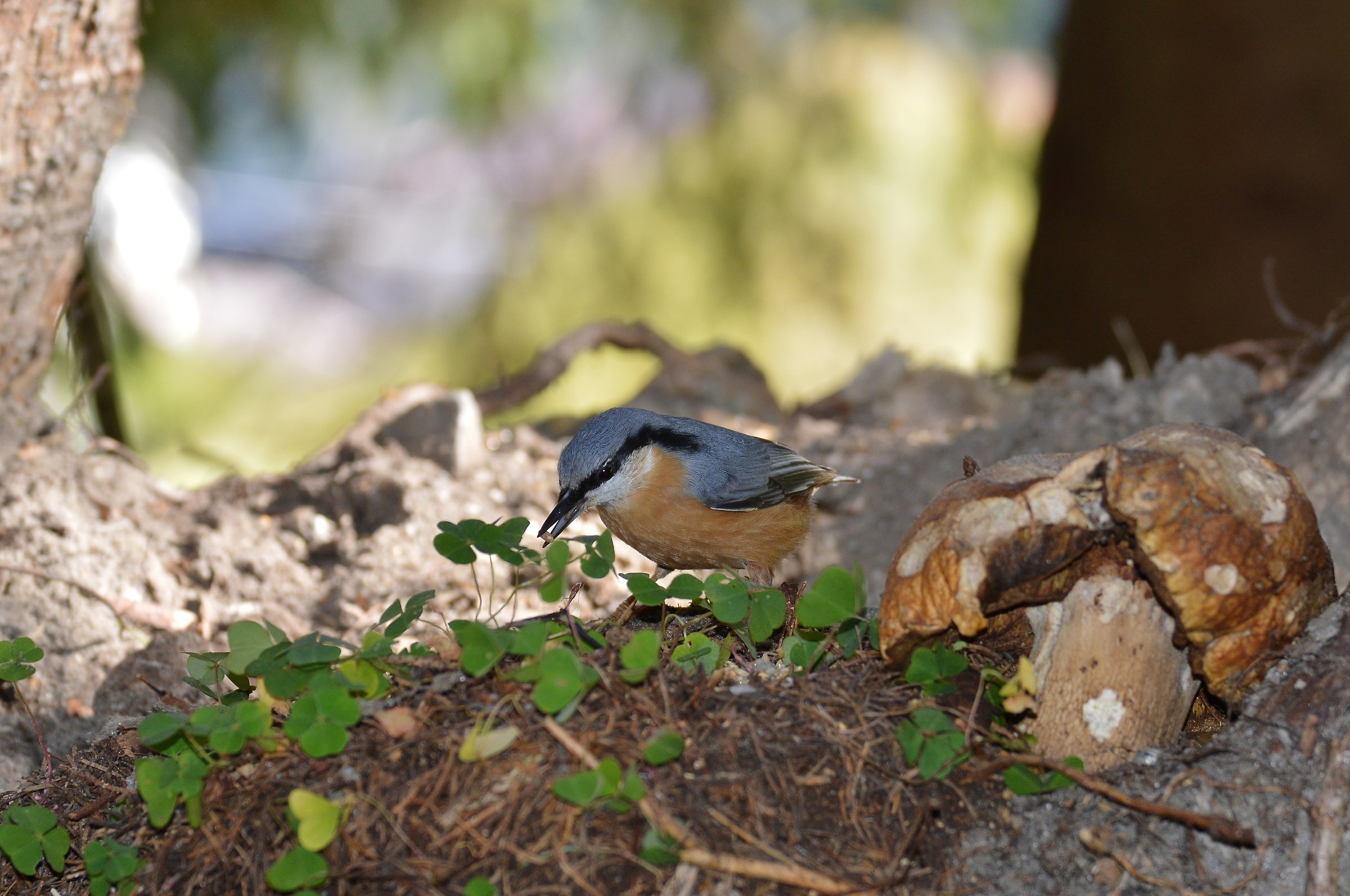 picchio muratore e boleto