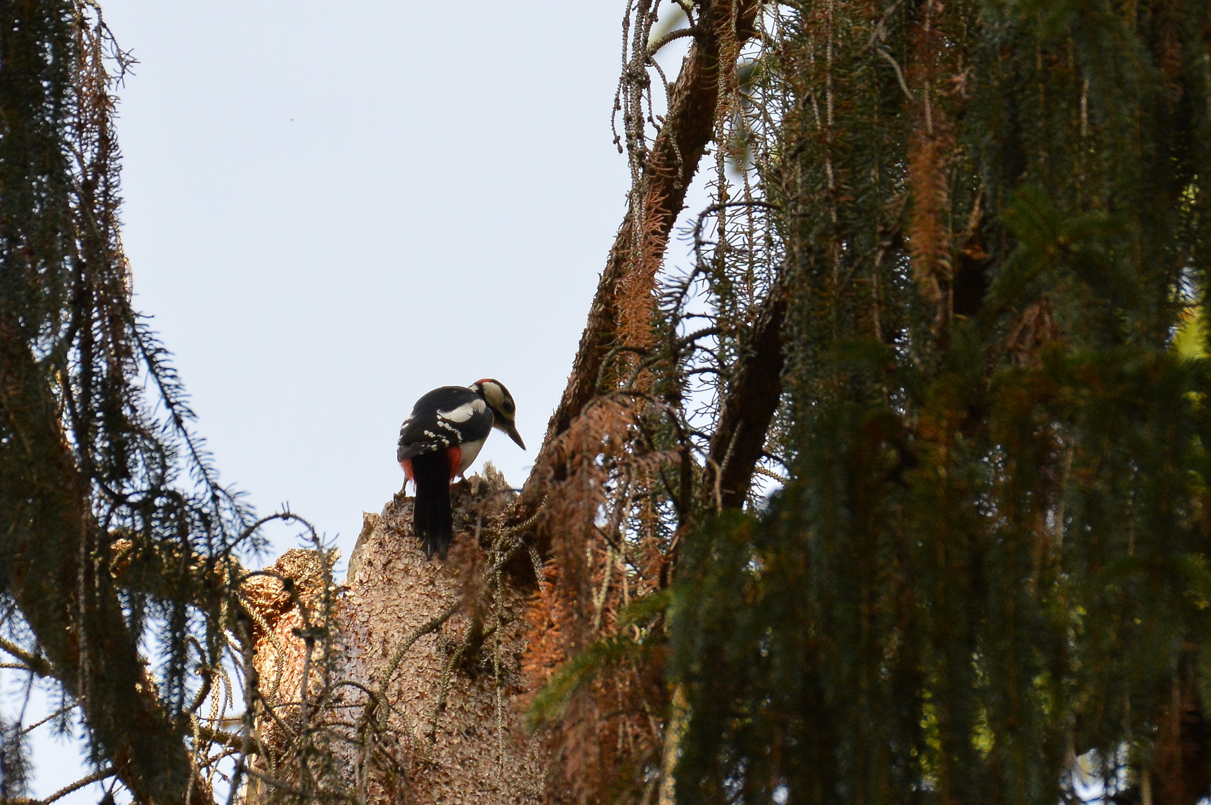 picchio rosso maggiore