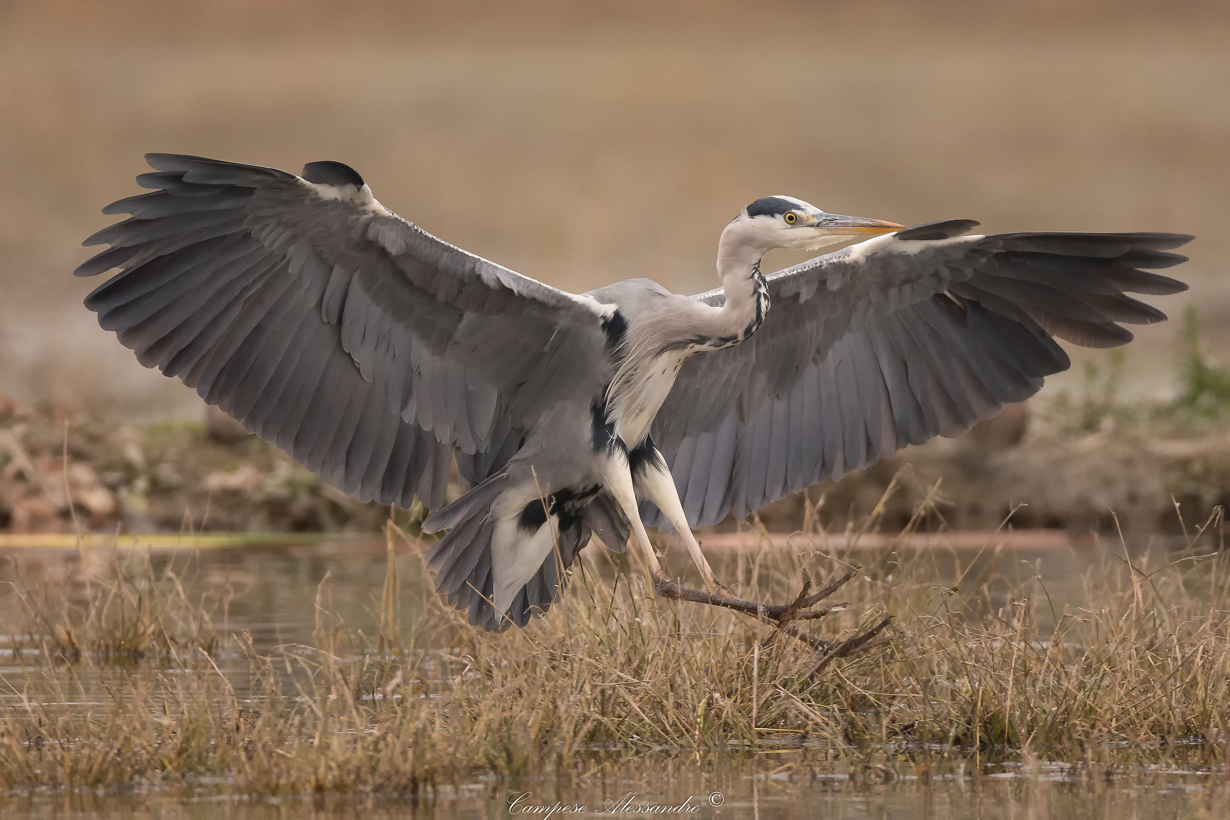 The arrival of heron ..