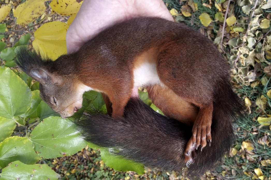 Another Squirrel ...