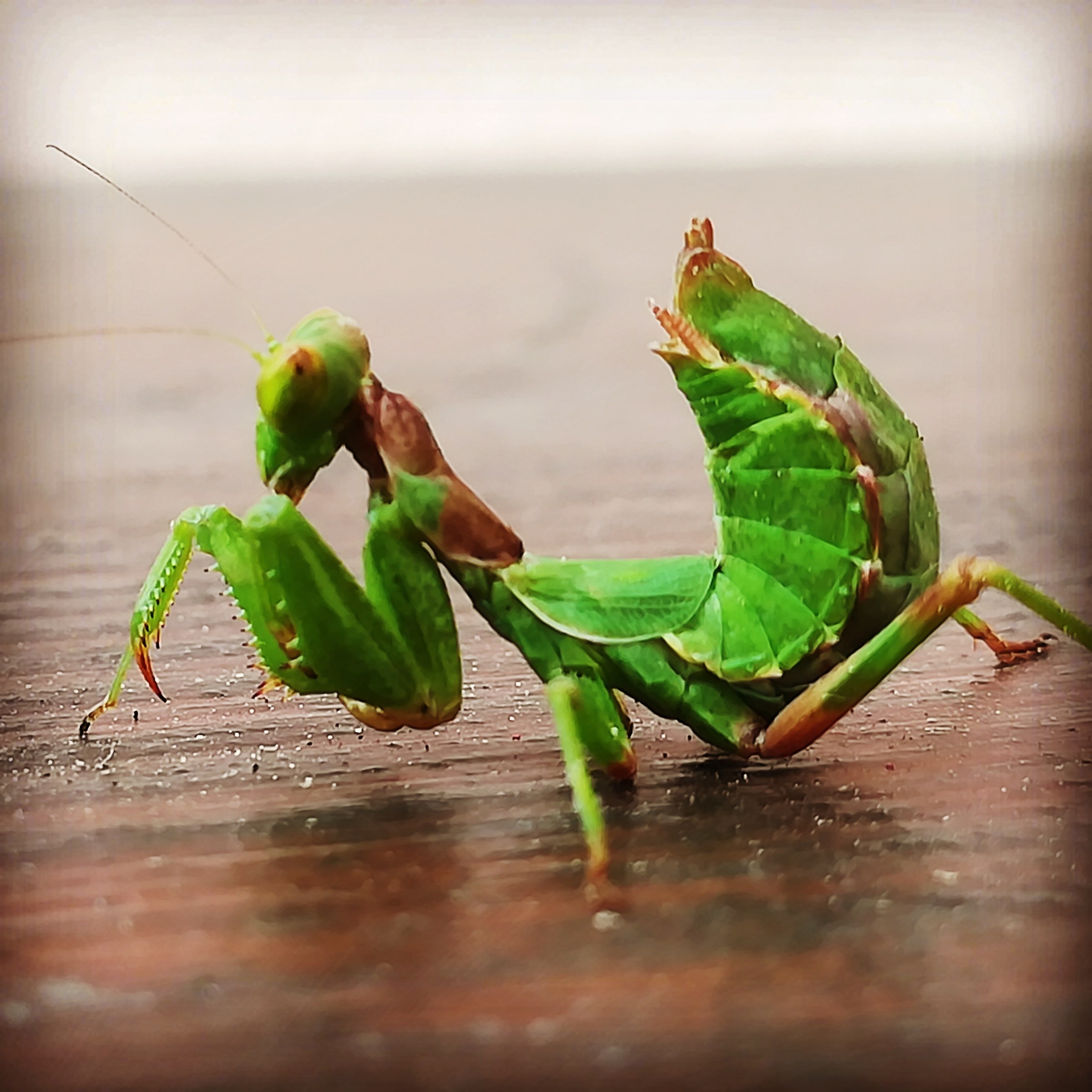Mantis lovers
