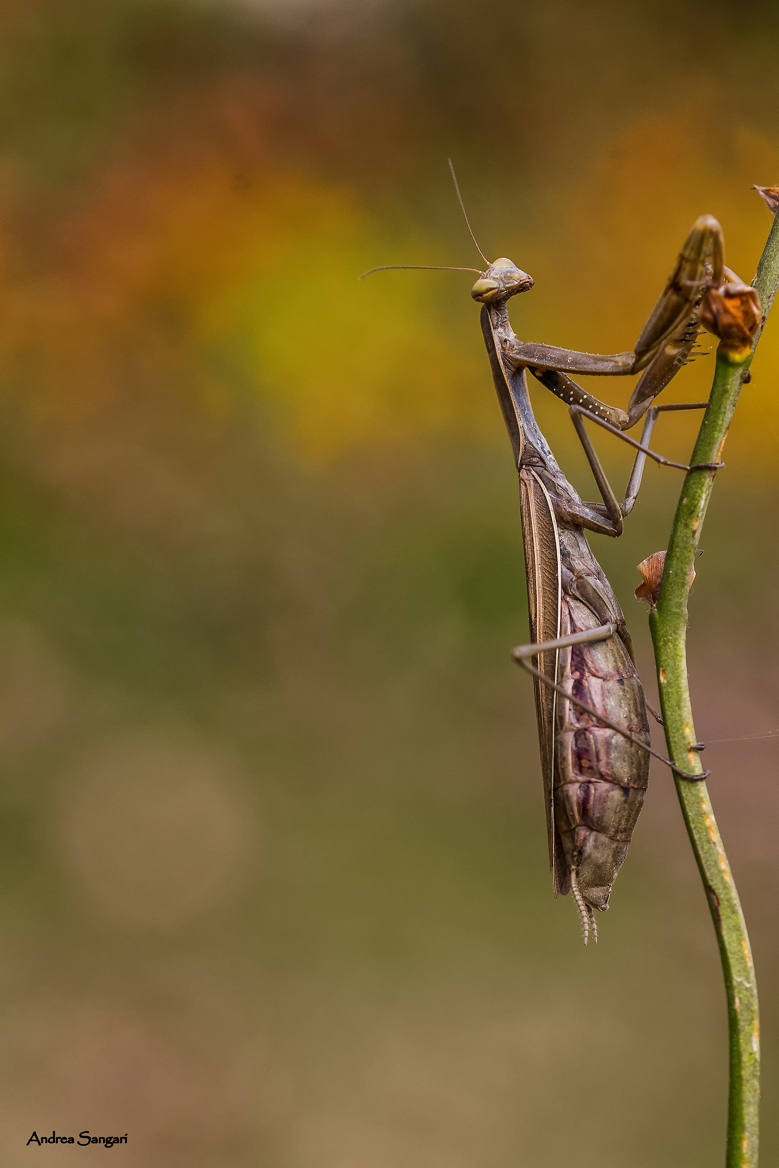 La mantide religiosa