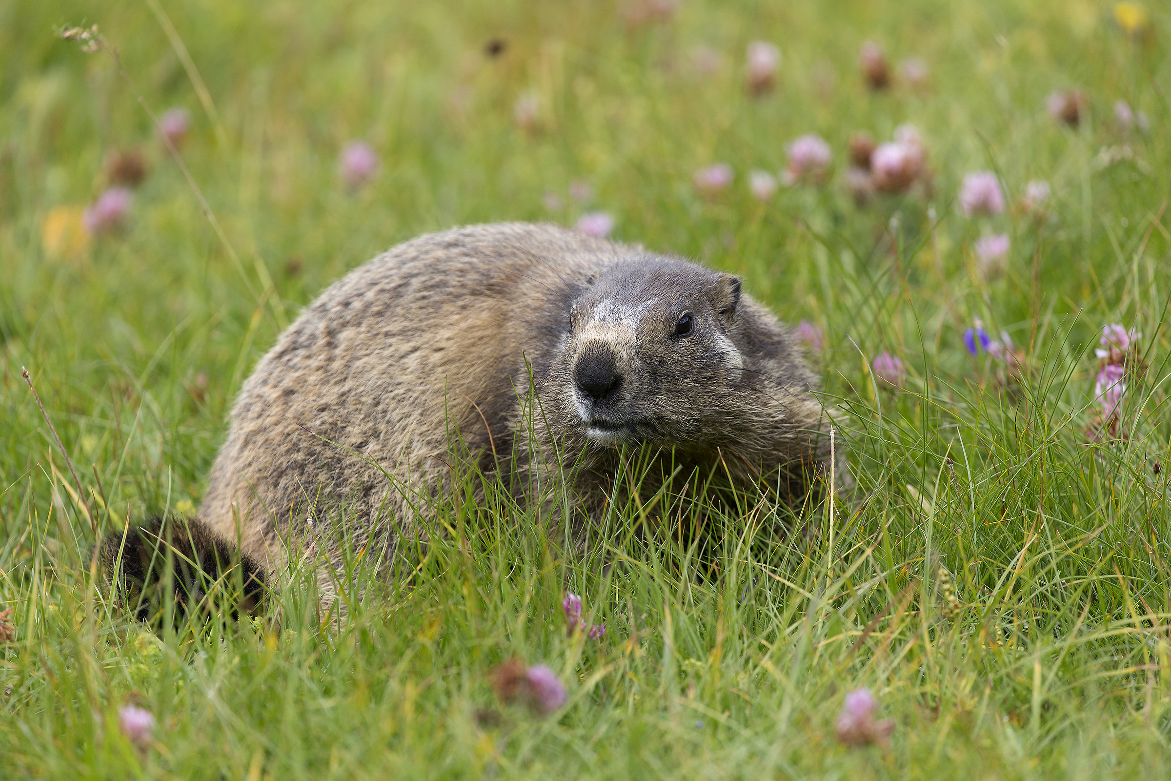 Marmotta