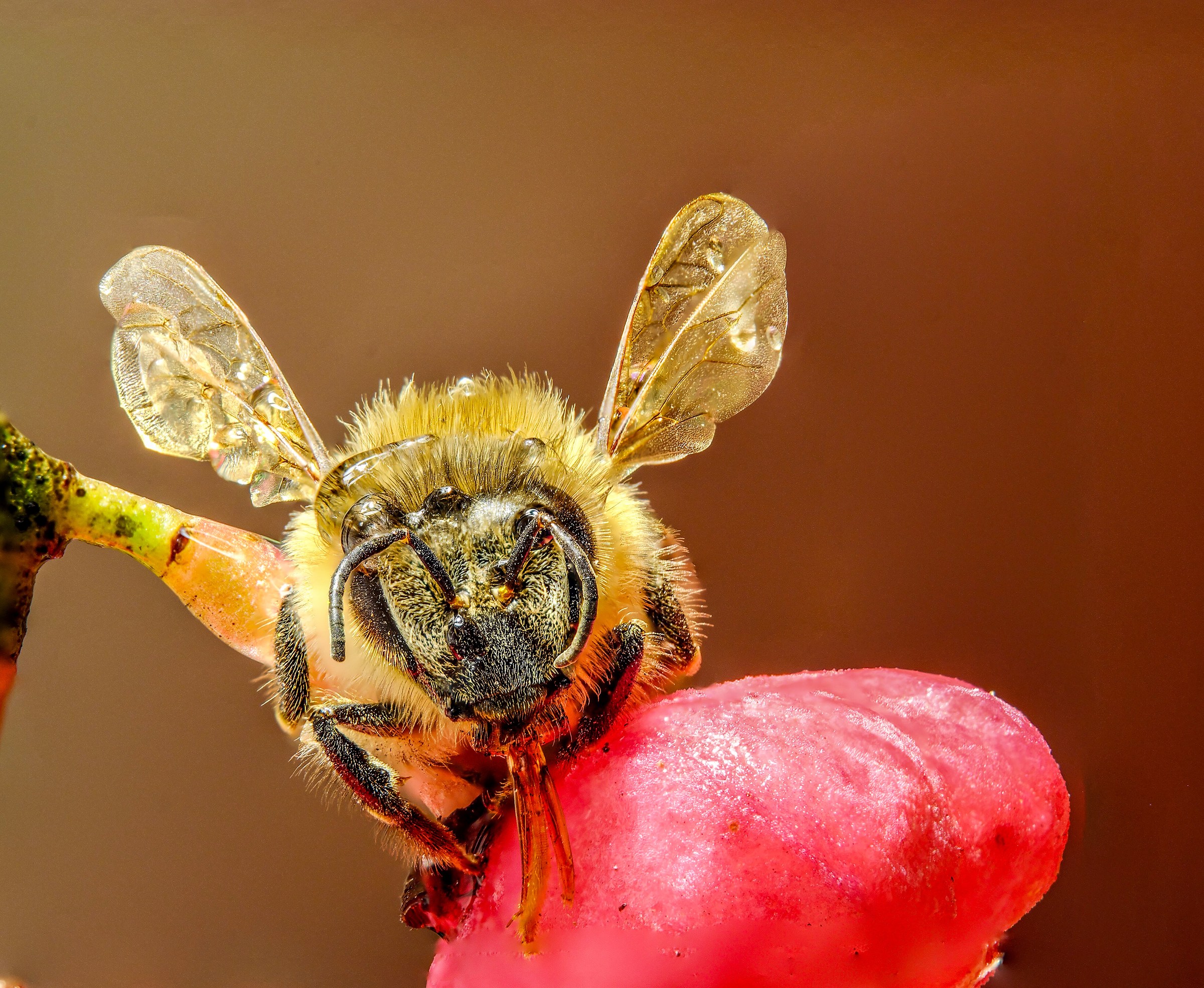 Bee