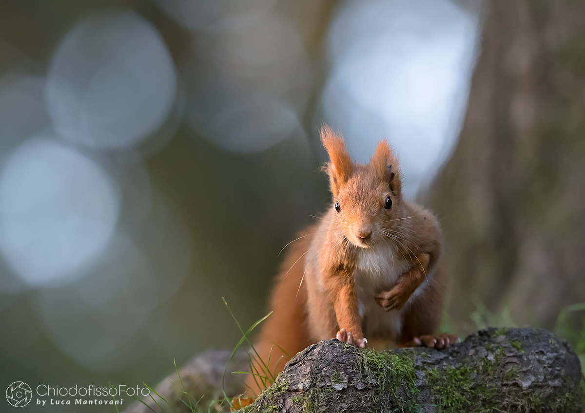 A red almost backlit