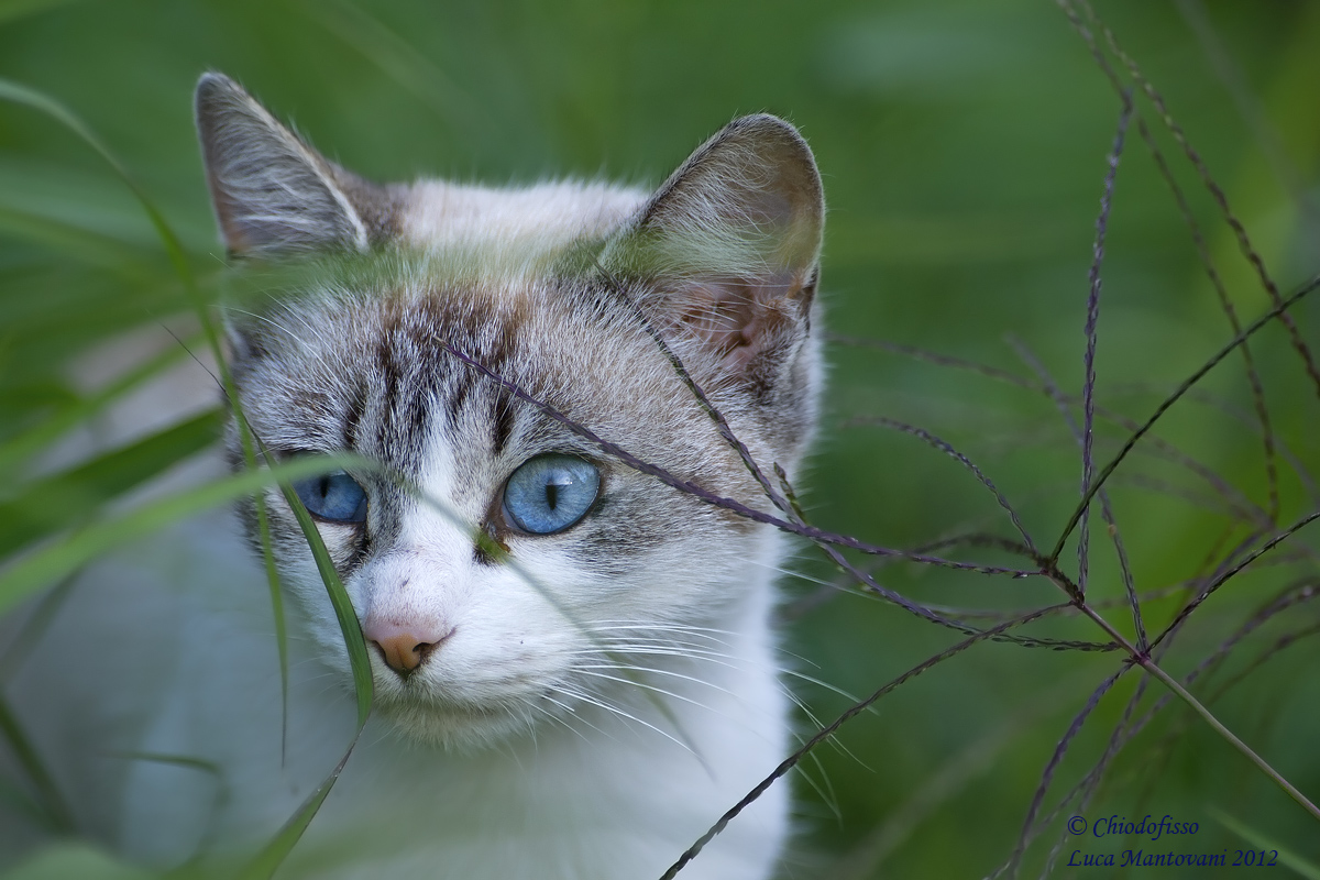 Blue eyes in the grass