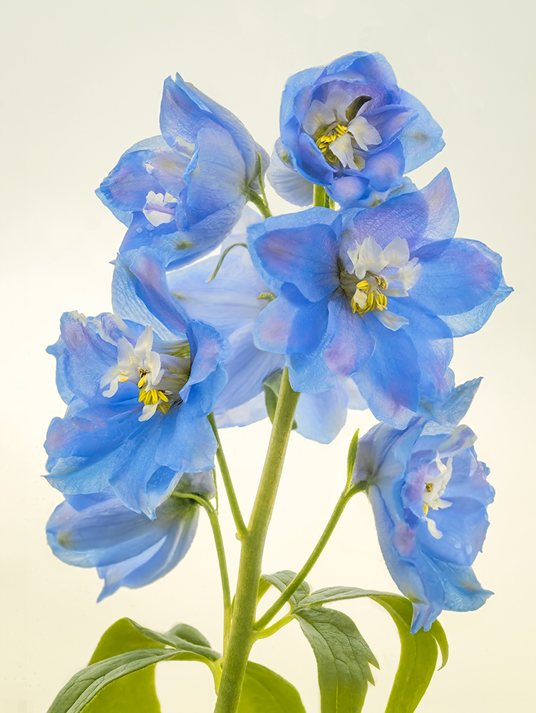 Dresses with beautiful colors