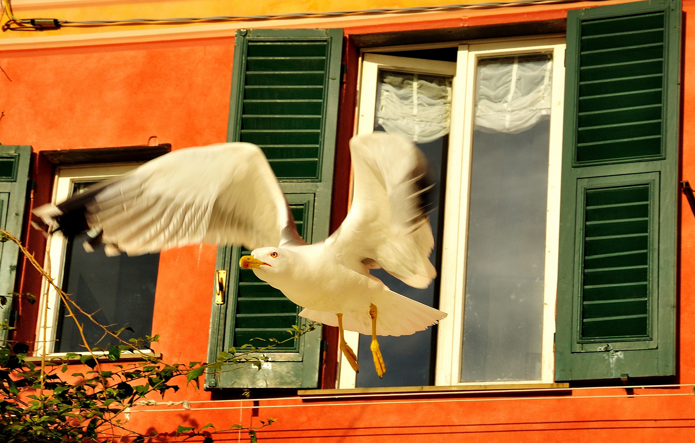 Uno dei residenti di Camogli