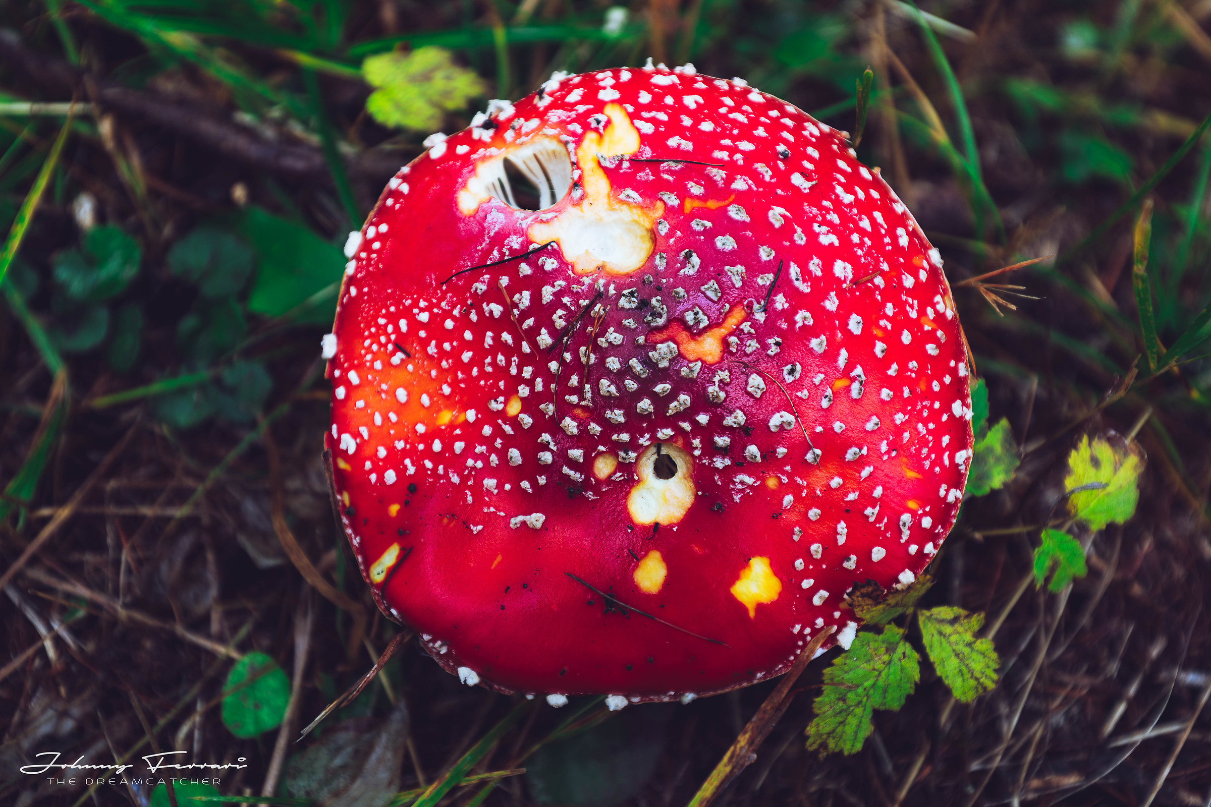 I'm ready for the risotto?!?