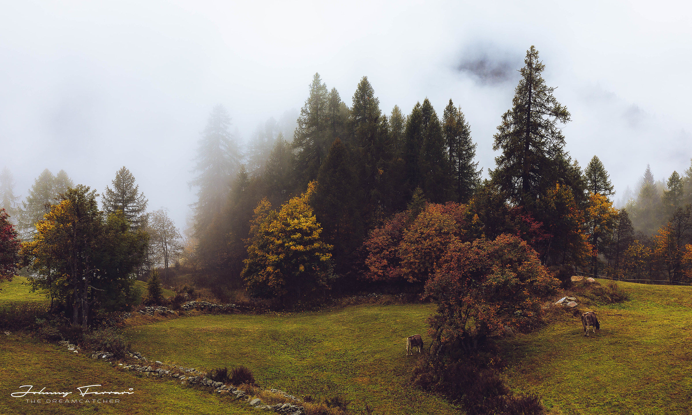 Walking in the woods ...