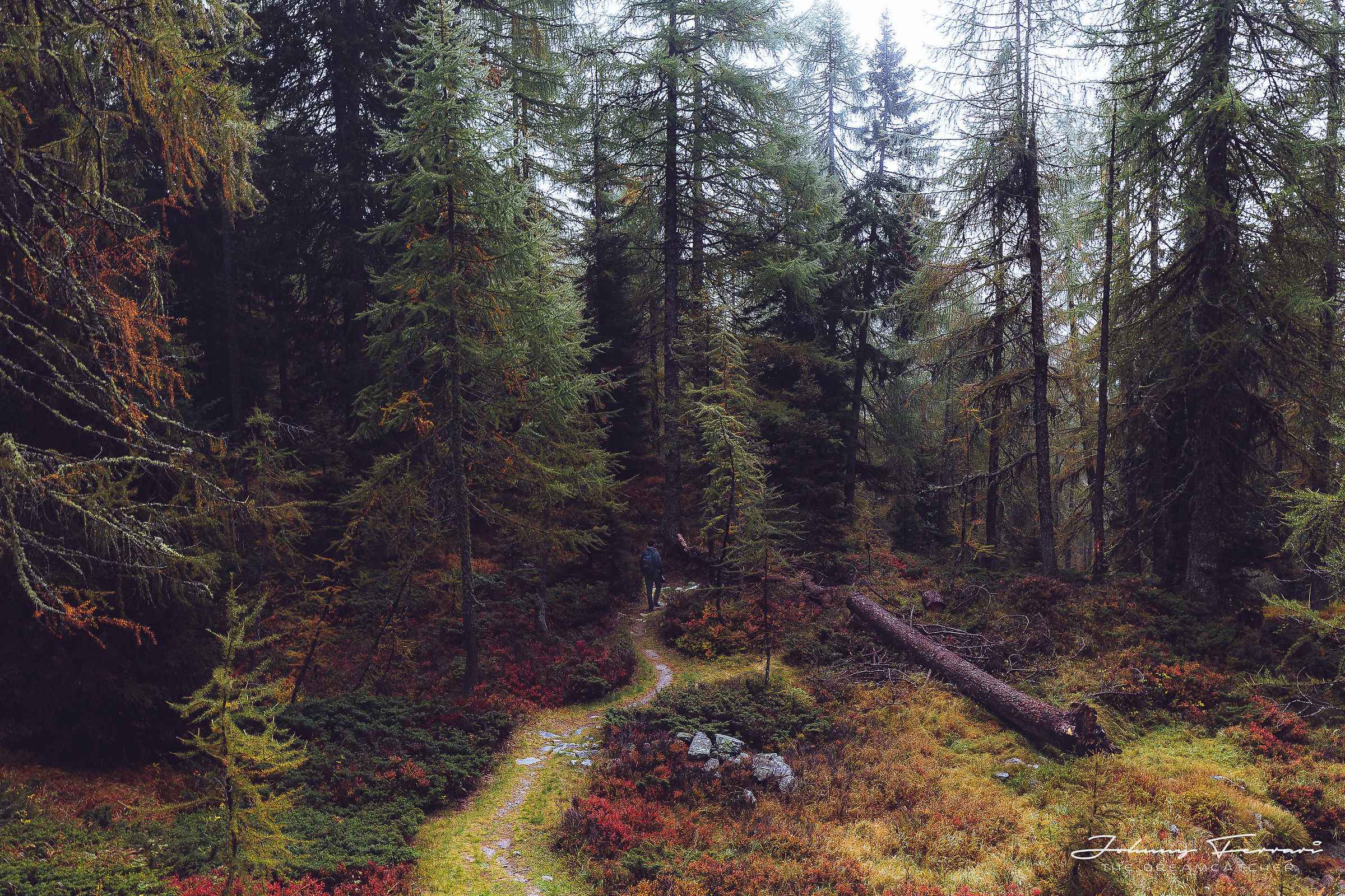 Walking in the woods ...