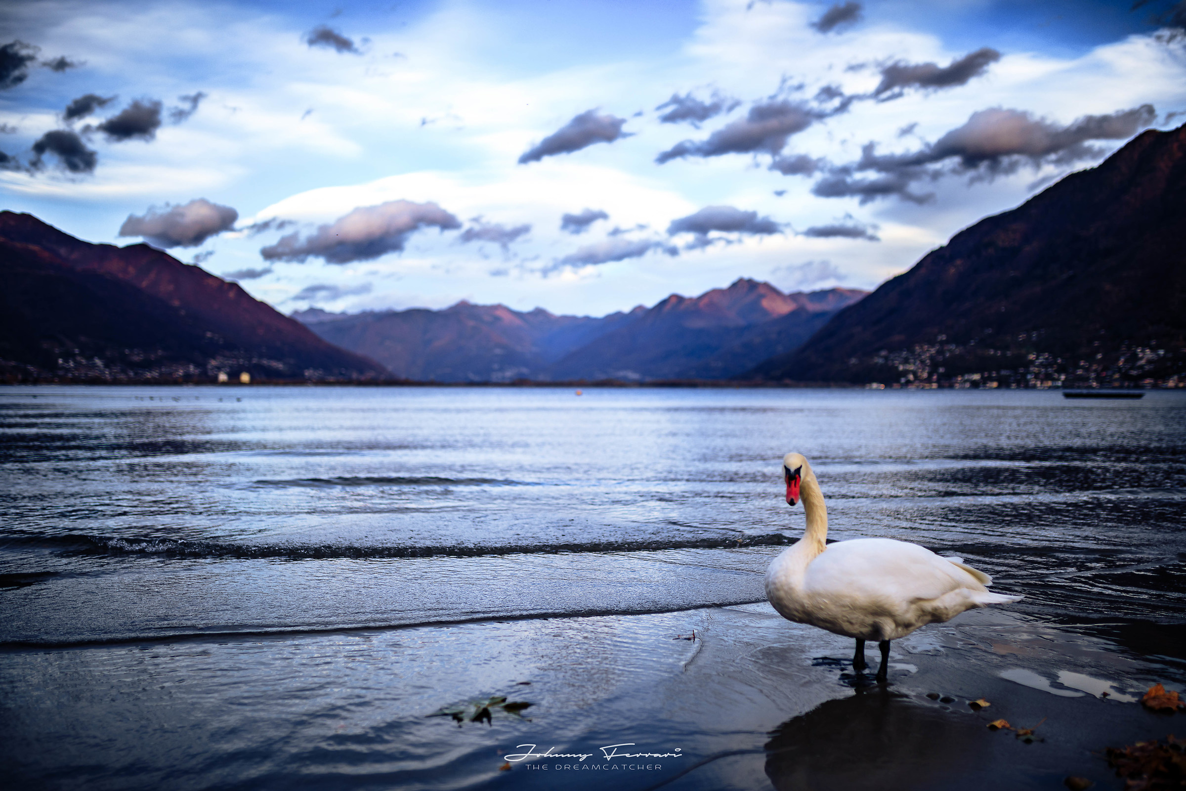 Because if you are a swan you must mirror ...