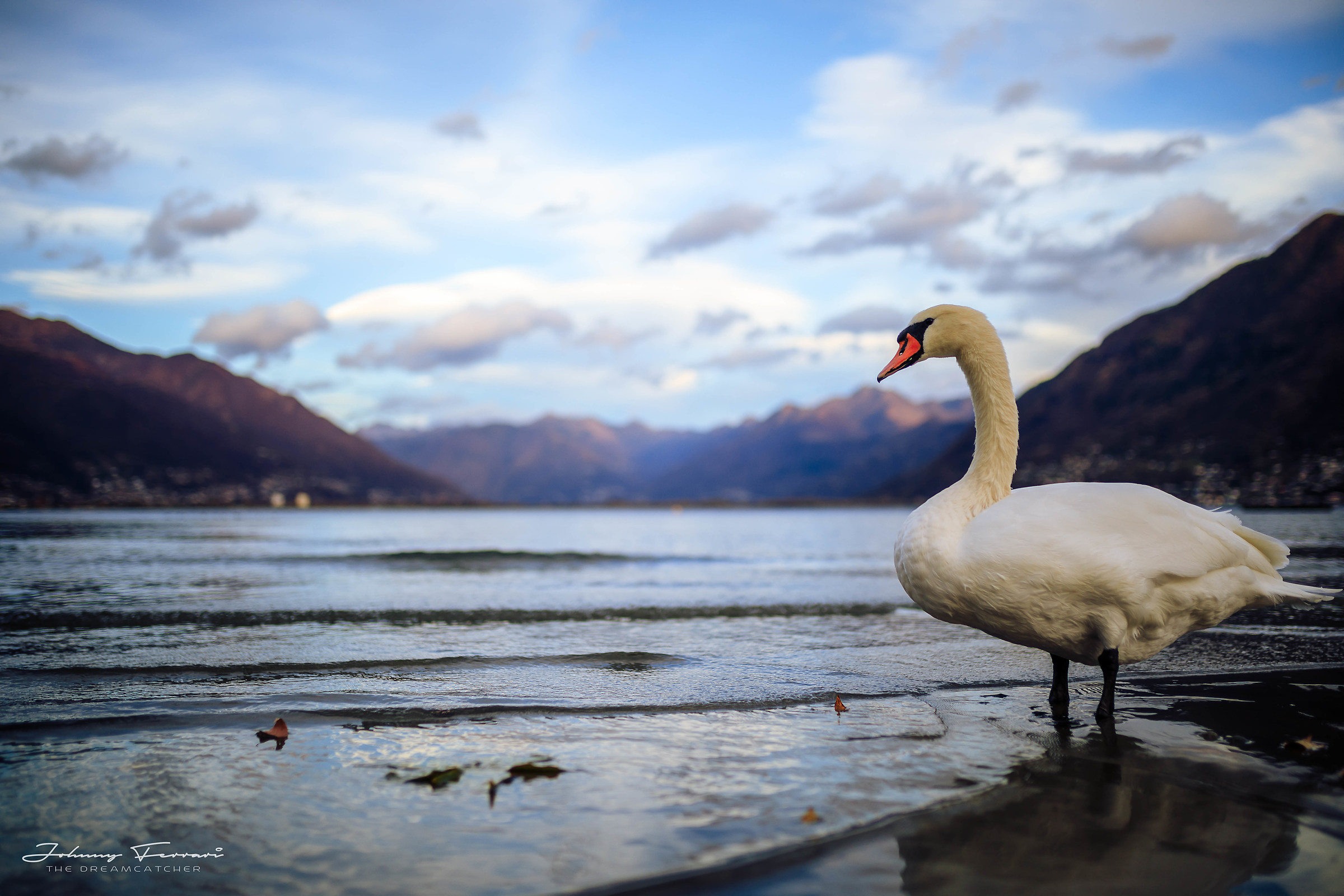 Because if you are a swan you must mirror ...