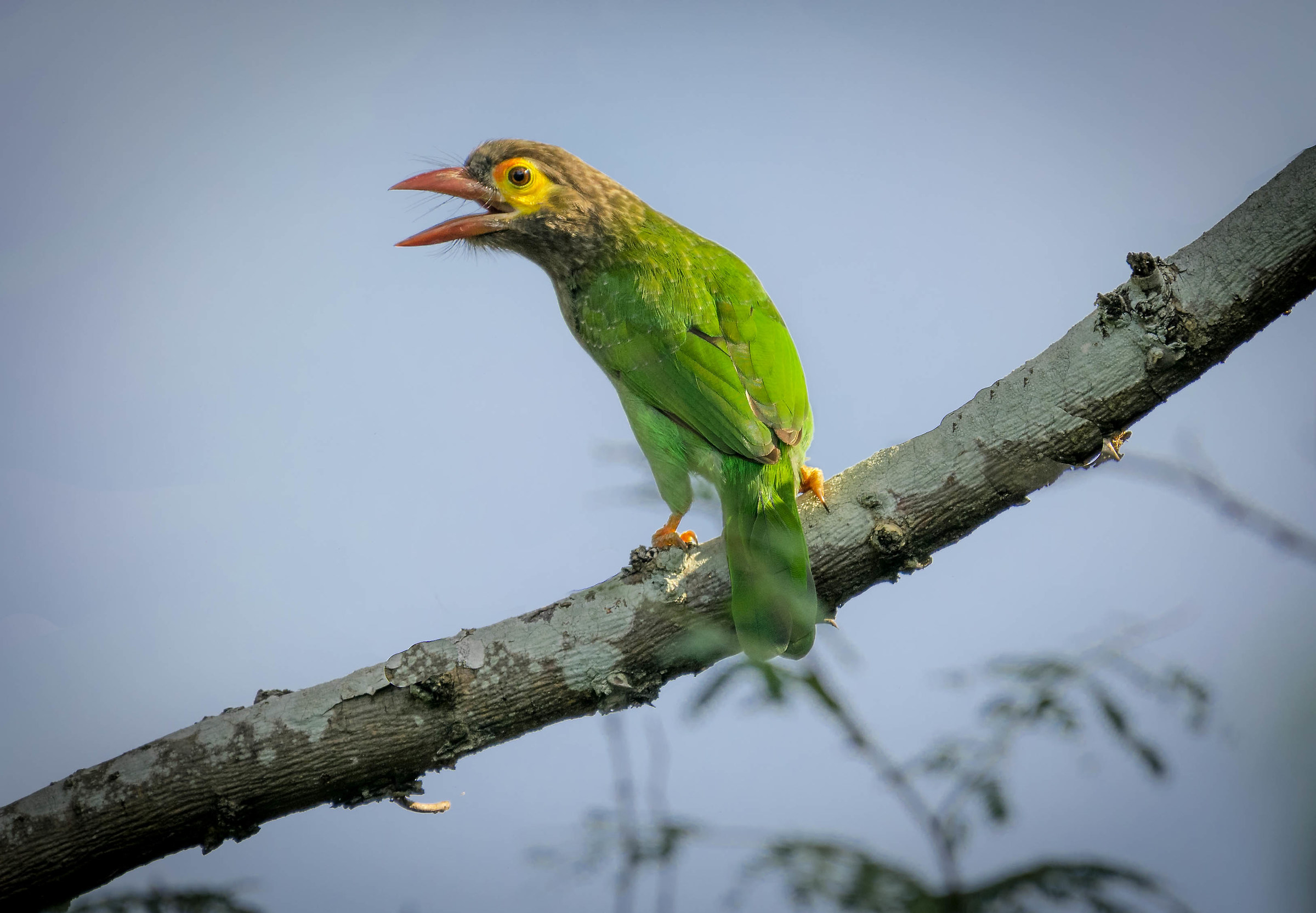 Brown Headed Barbet