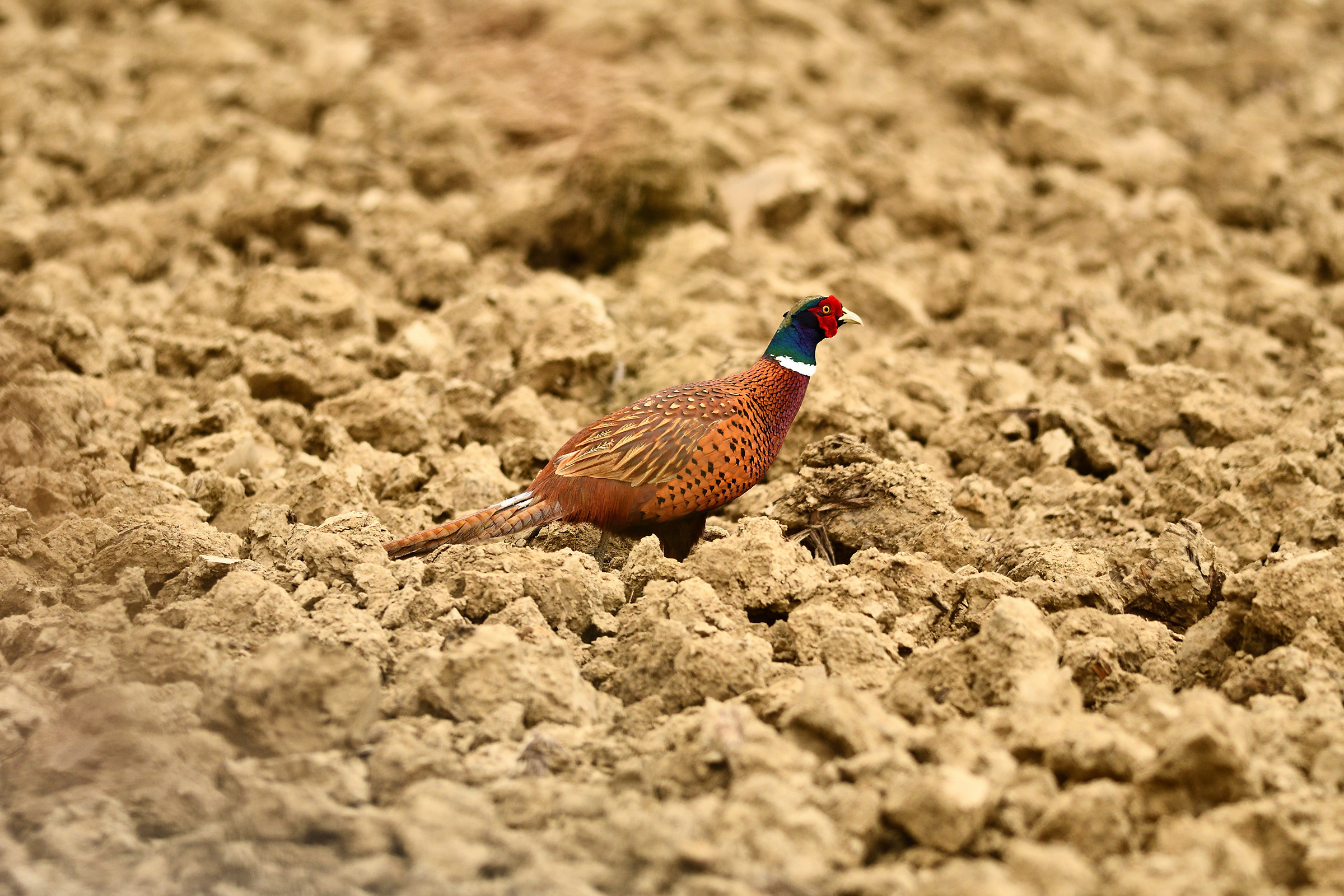 Pheasant