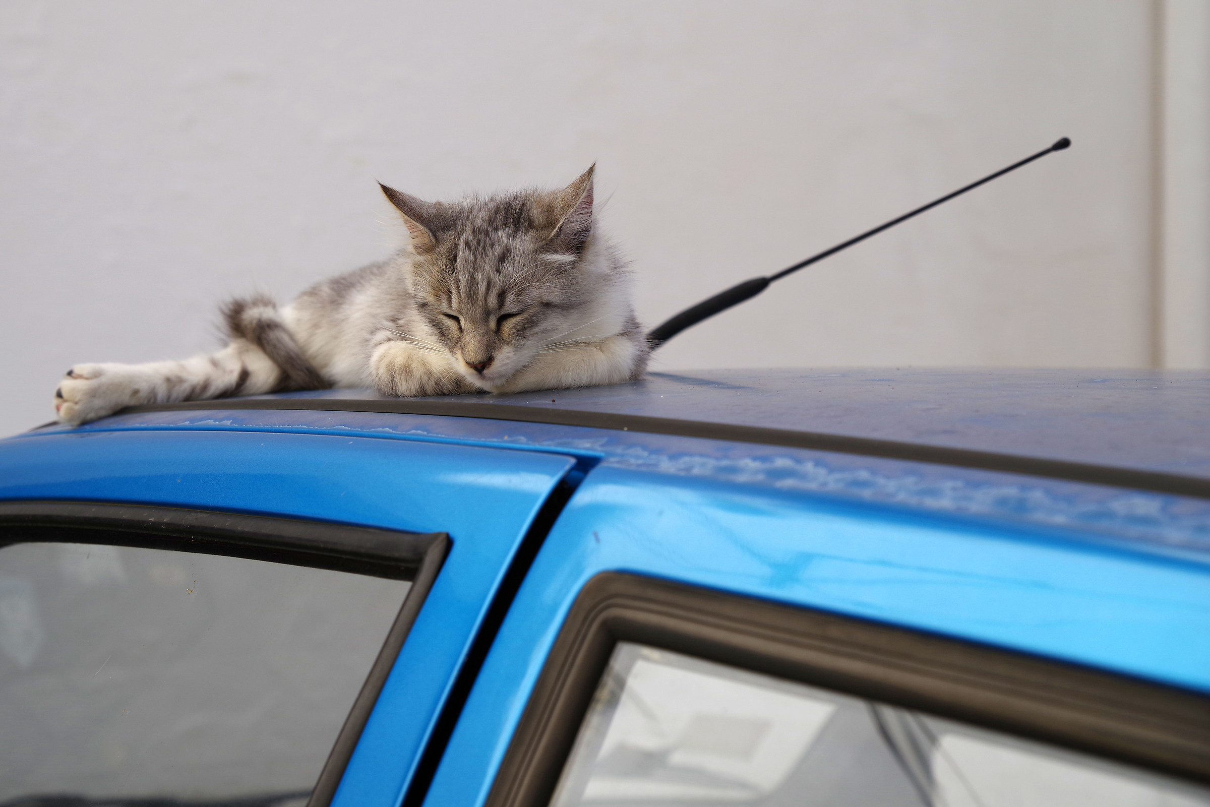 Il Pisolino del Felino......