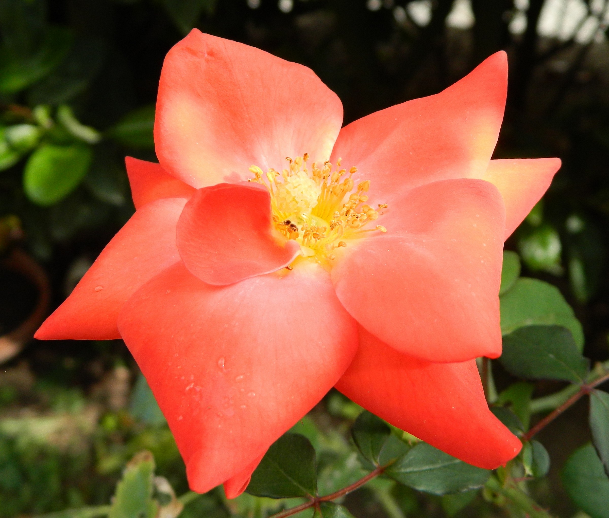 Rosa selvatica