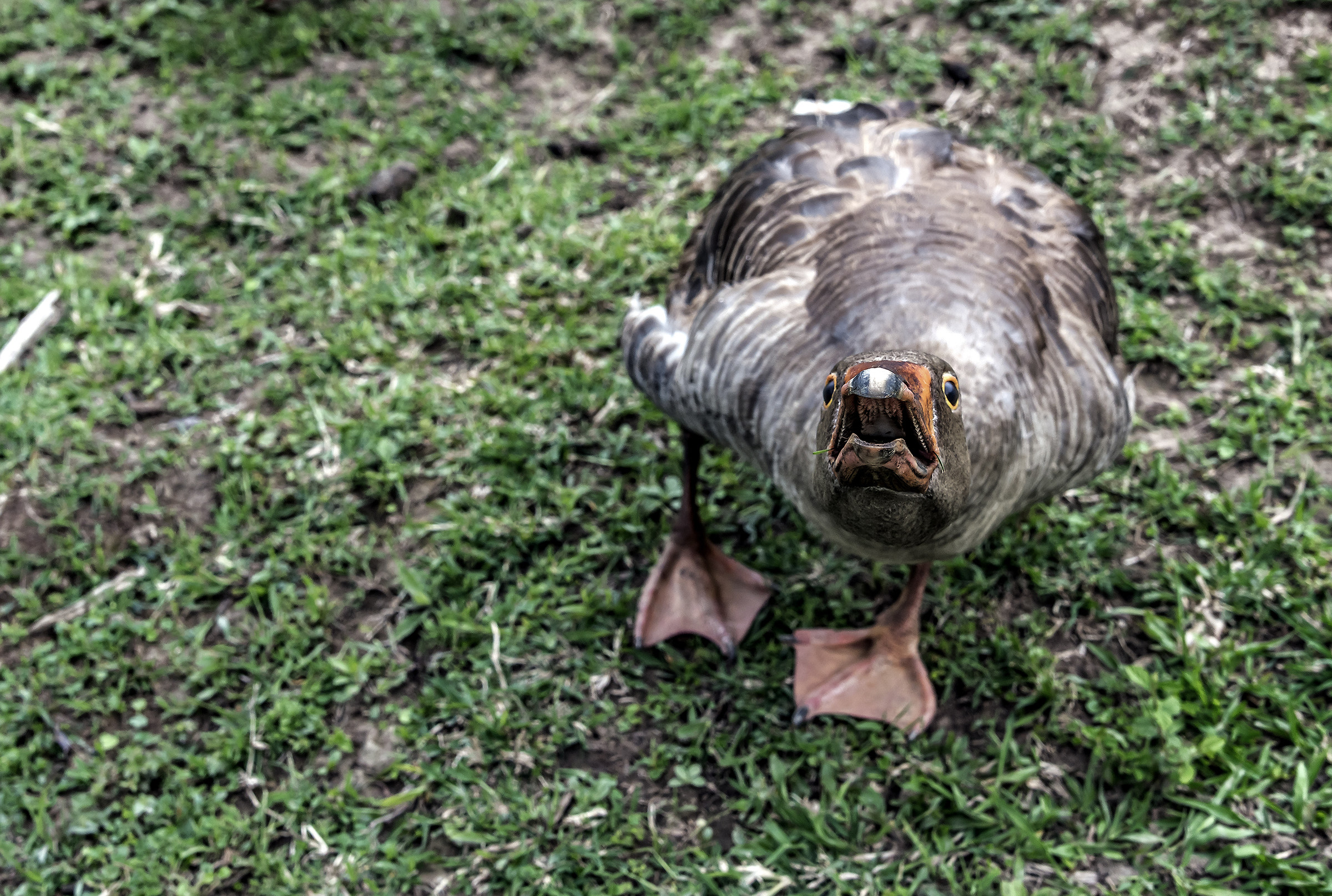 An Angry Go (Uganda)