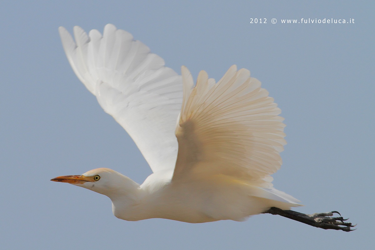 Cattle Egret