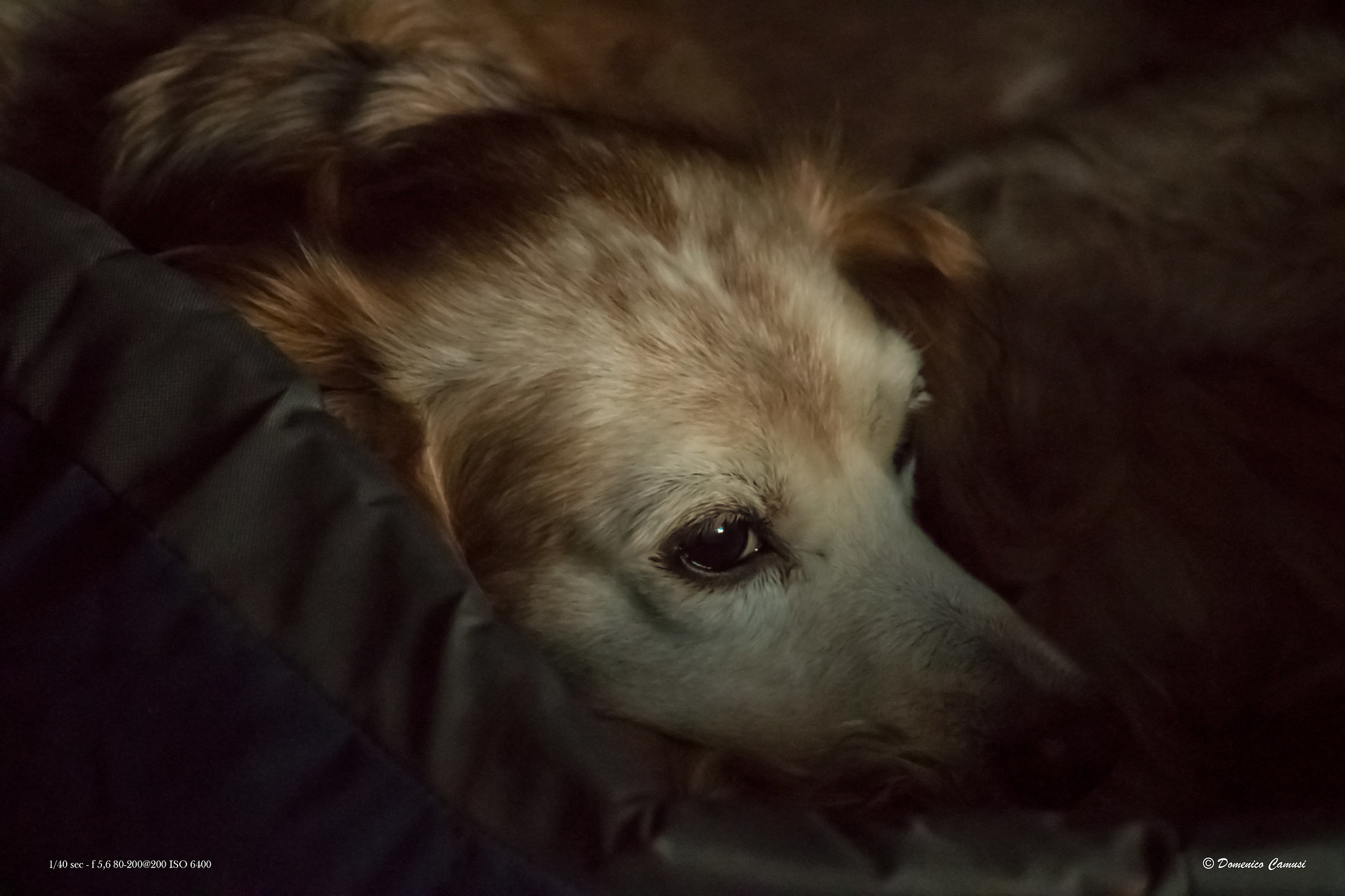 Star (Espagneul Breton)