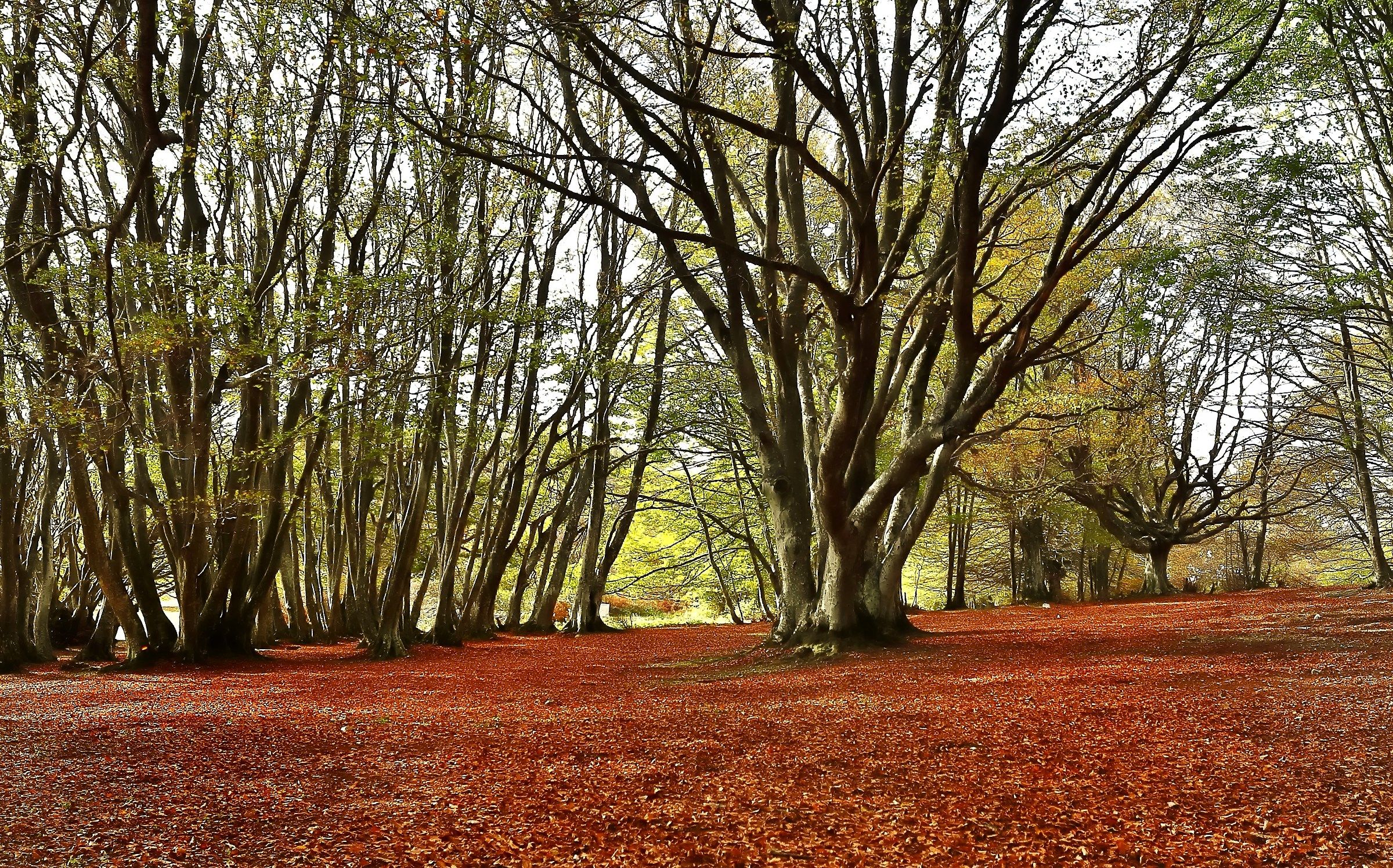 La faggeta di Canfaito